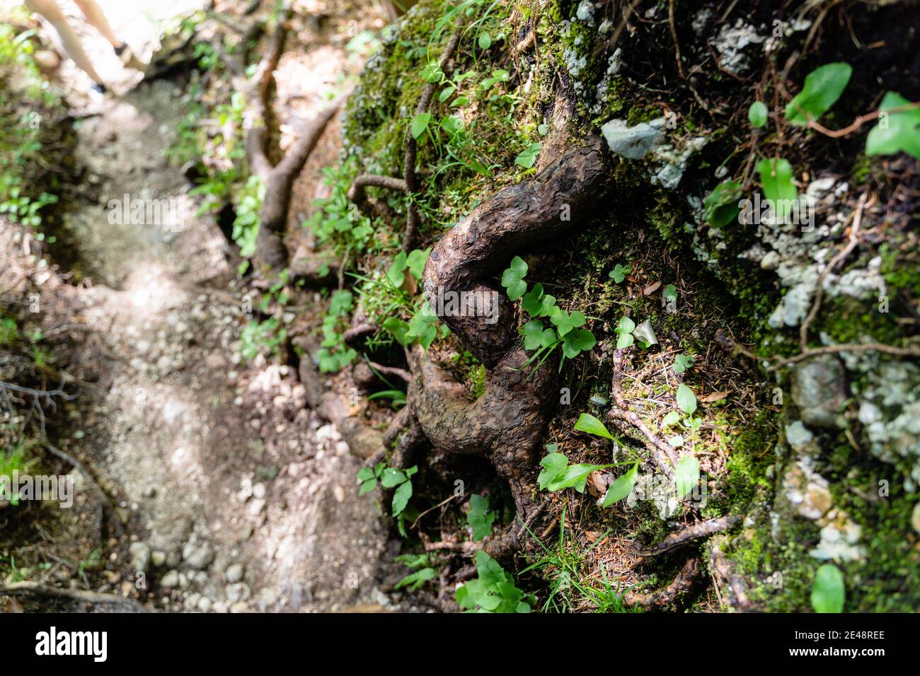 Closeup shot tree leaf hi-res stock photography and images - Alamy