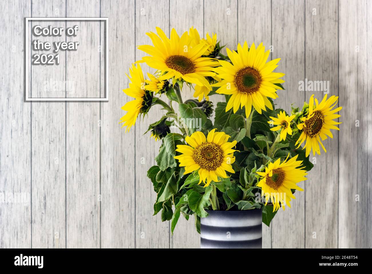 A bunch of sunflowers in a black vase on a rustic white wooden table ...