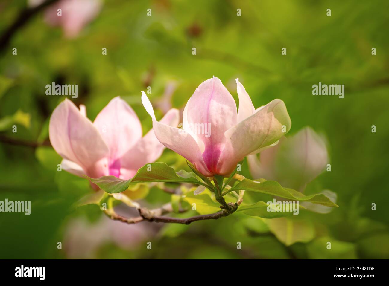Blossoming of pink magnolia flowers with green leaves in spring time ...