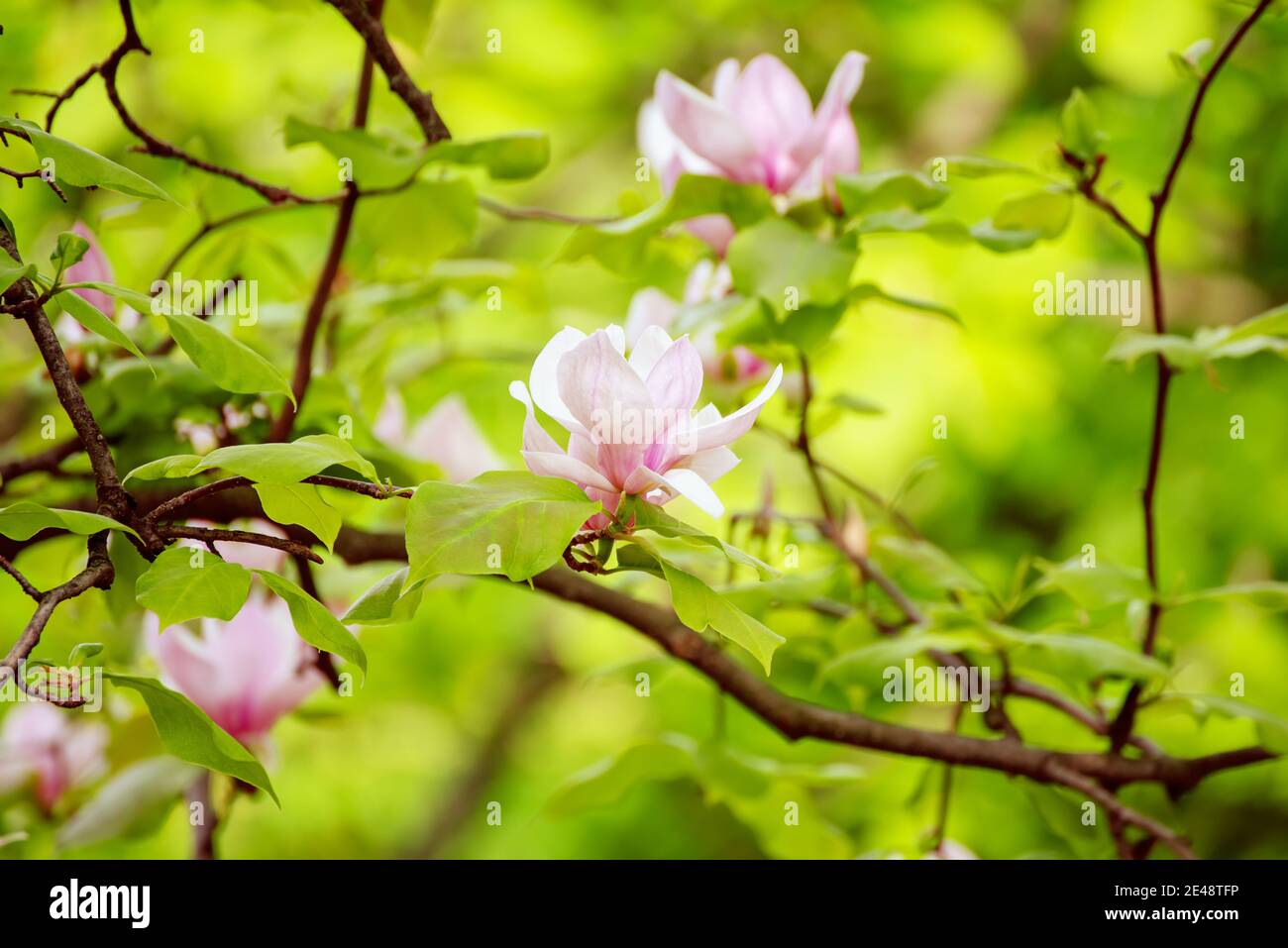 Blossoming of pink magnolia flowers with green leaves in spring time ...