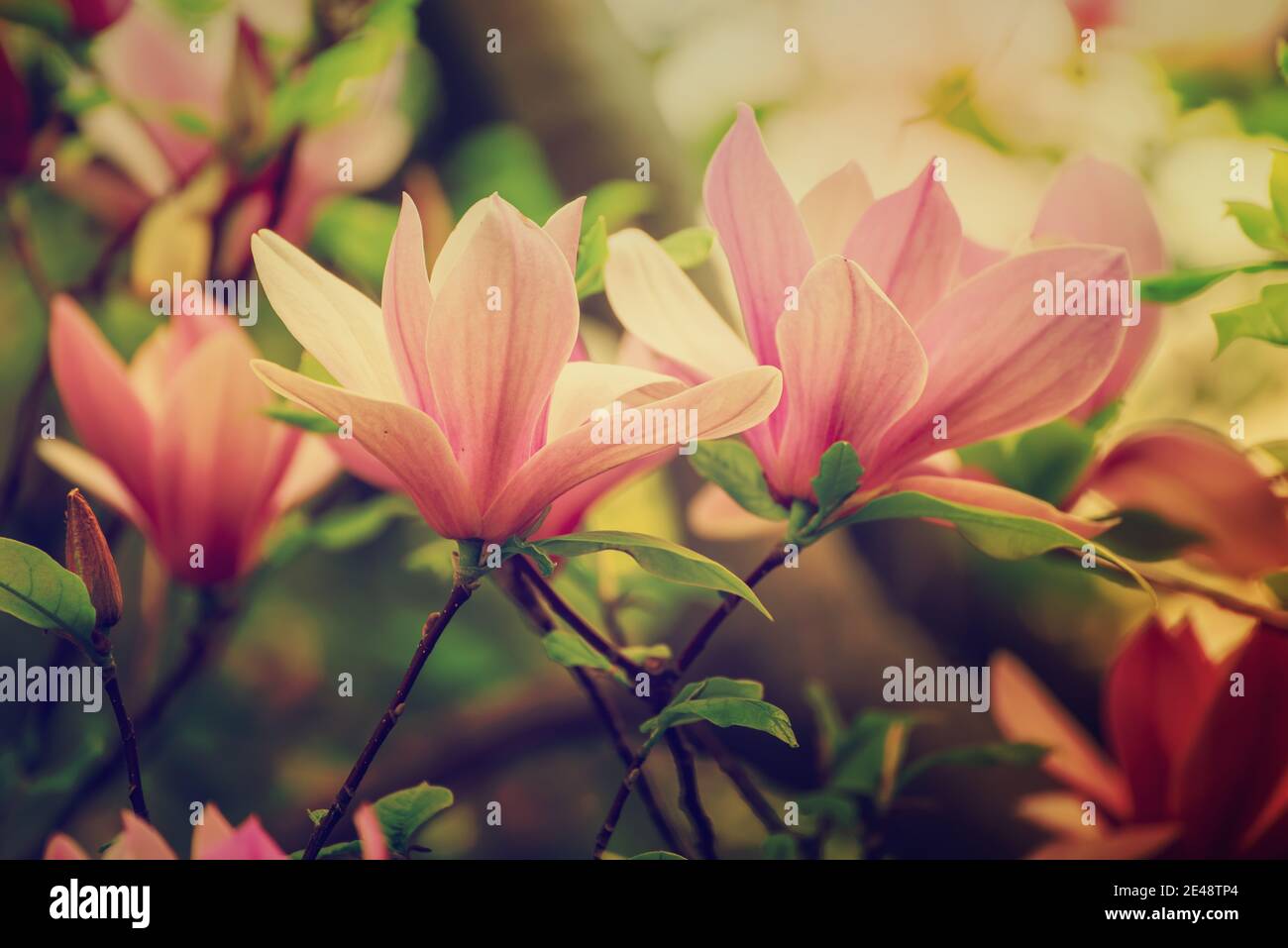 Blossoming of pink magnolia flowers with green leaves in spring time ...