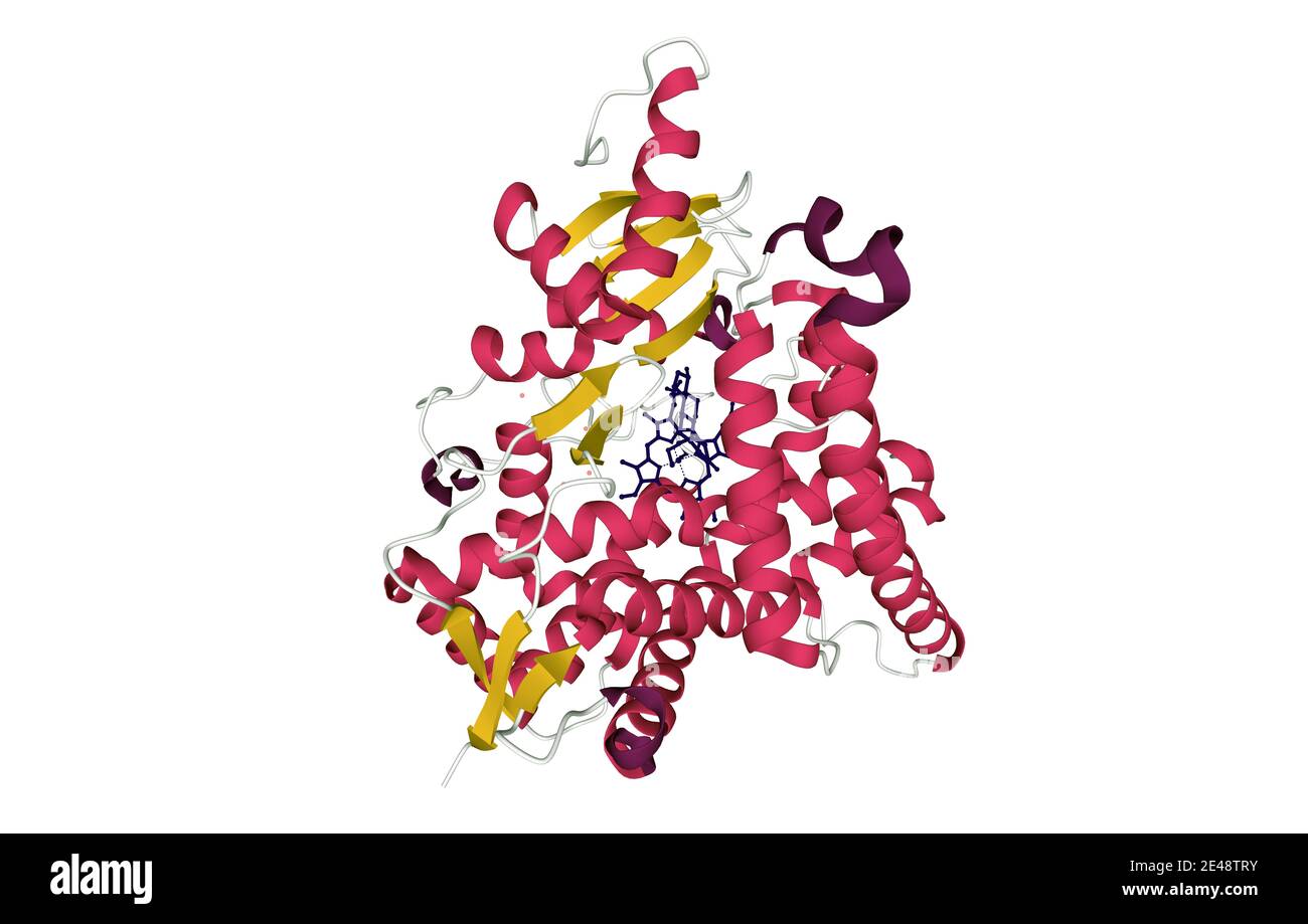 Aromatase Hi res Stock Photography And Images Alamy