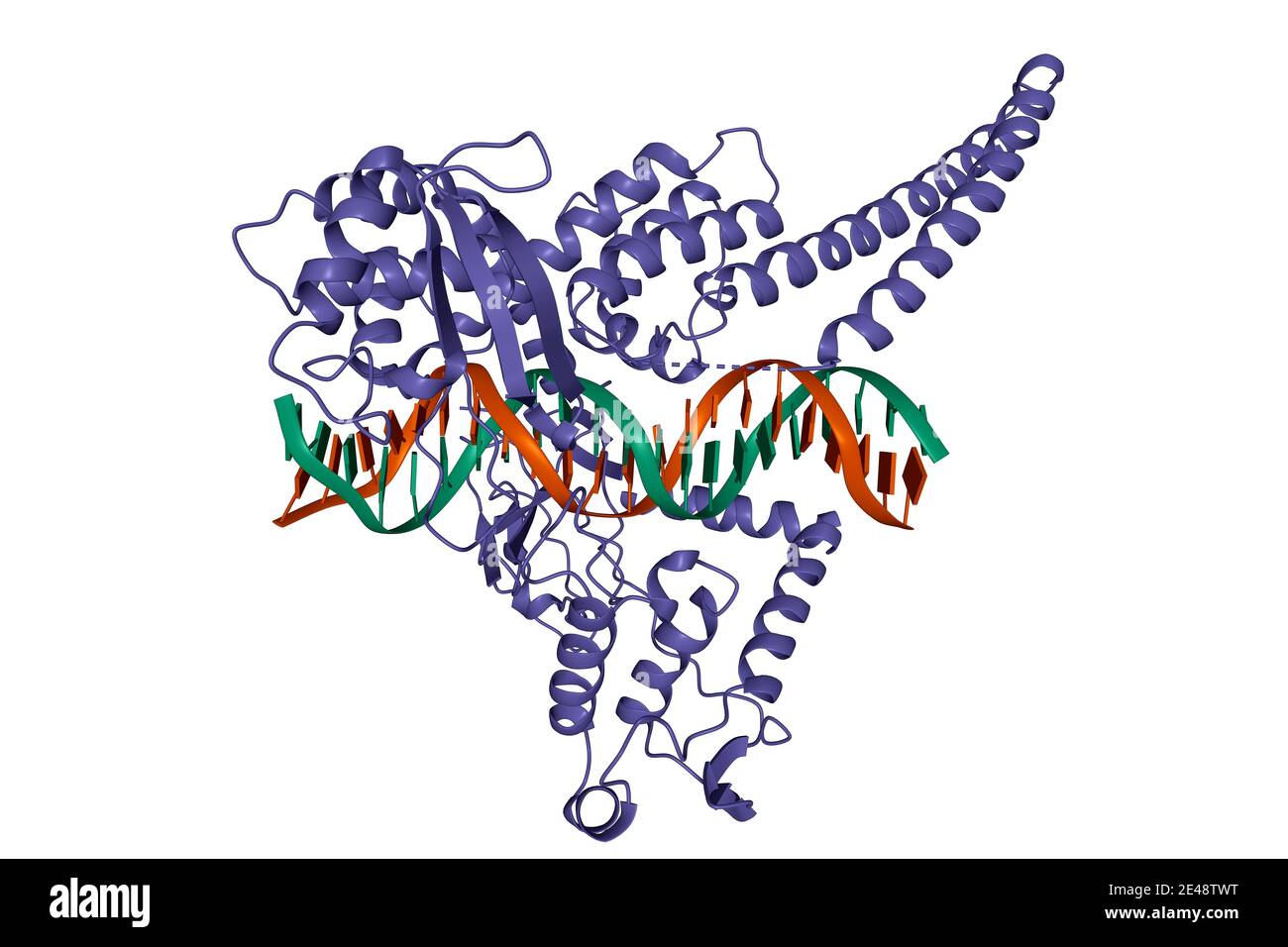 Structure of the topoisomerase I - DNA complex, 3D cartoon model, white background Stock Photo