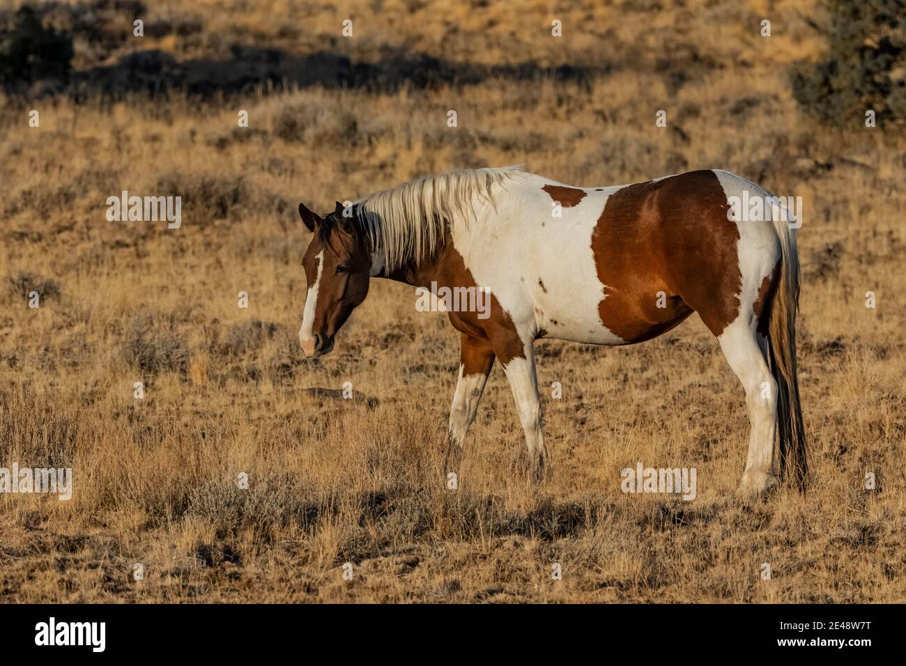 Wild Horses at Steens Mountain, Oregon, USA Stock Photo Alamy