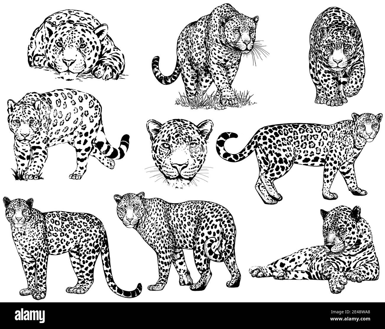 Set of hand drawn sketch style leopards isolated on white background