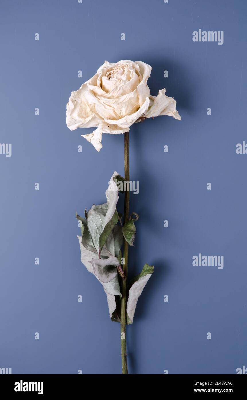 One With Roses Beautiful One White Rose