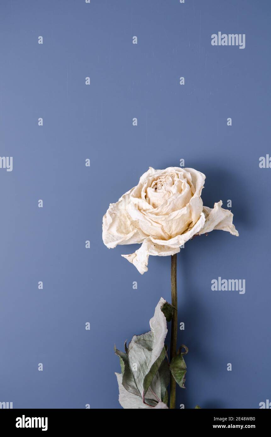 Single White Rose Wallpaper