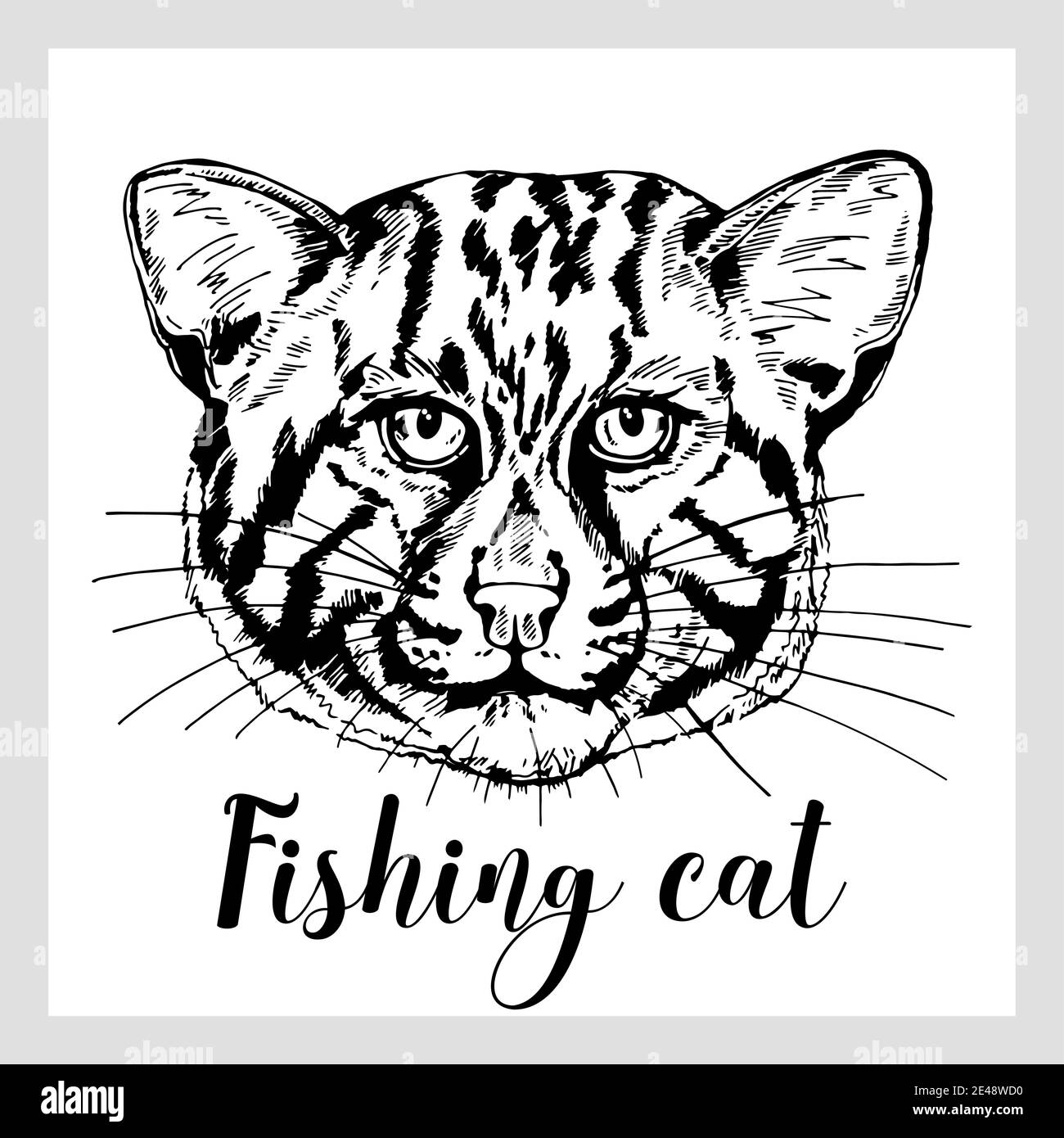 Hand drawn sketch style fishing cat isolated on white background