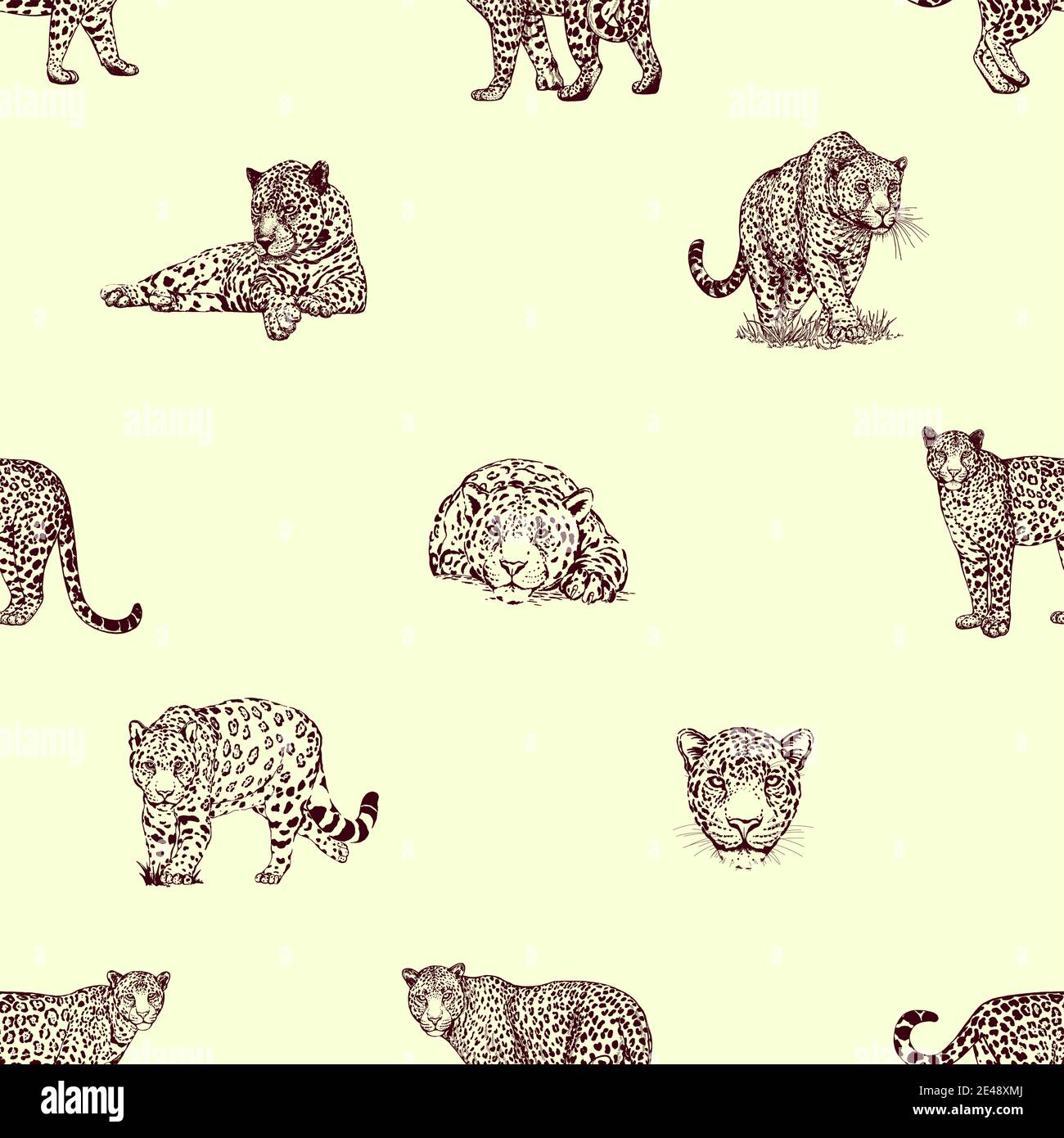Leopards Face Stock Vector Images - Alamy