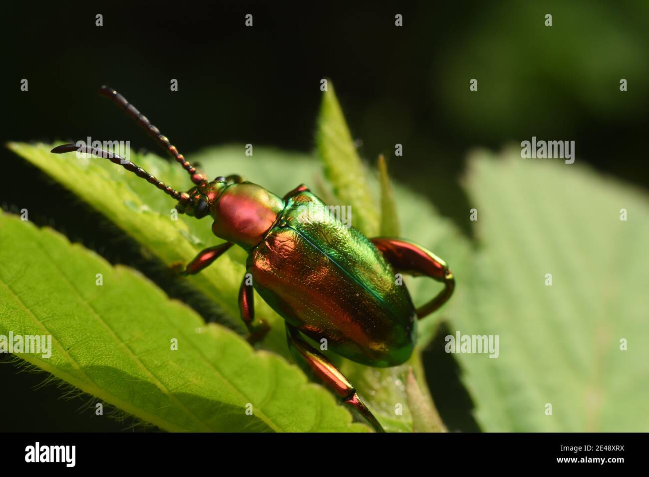Jewel beetle buprestidae leaf hires stock photography and images Alamy