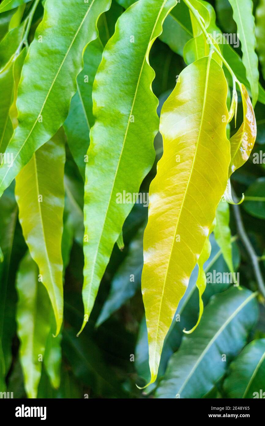 Detail of leaves of an indian tree Stock Photo