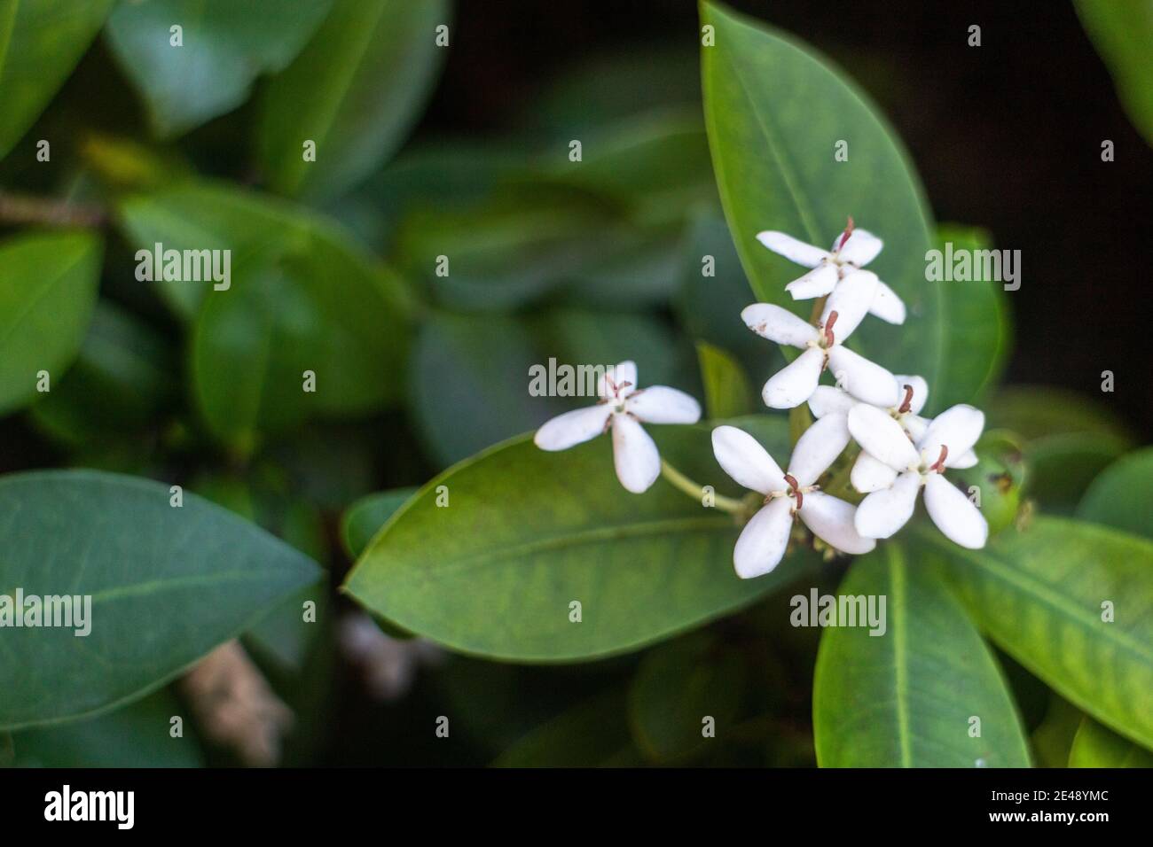 Ixora flowers are popular ornamental plants Stock Photo