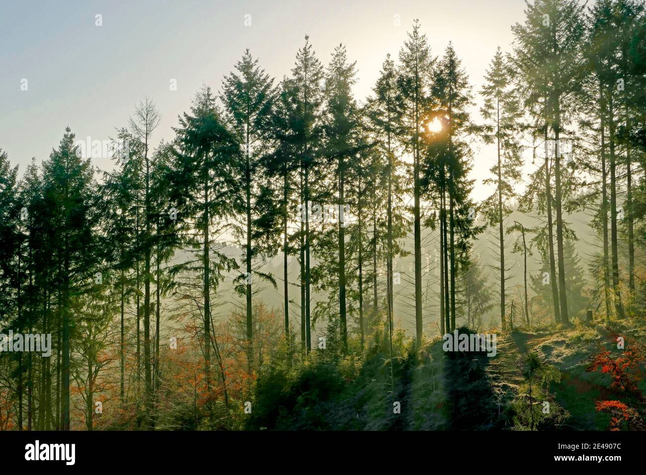 Forest in the morning light, Simmern, Hunsrück, Rhineland-Palatinate, Germany Stock Photo