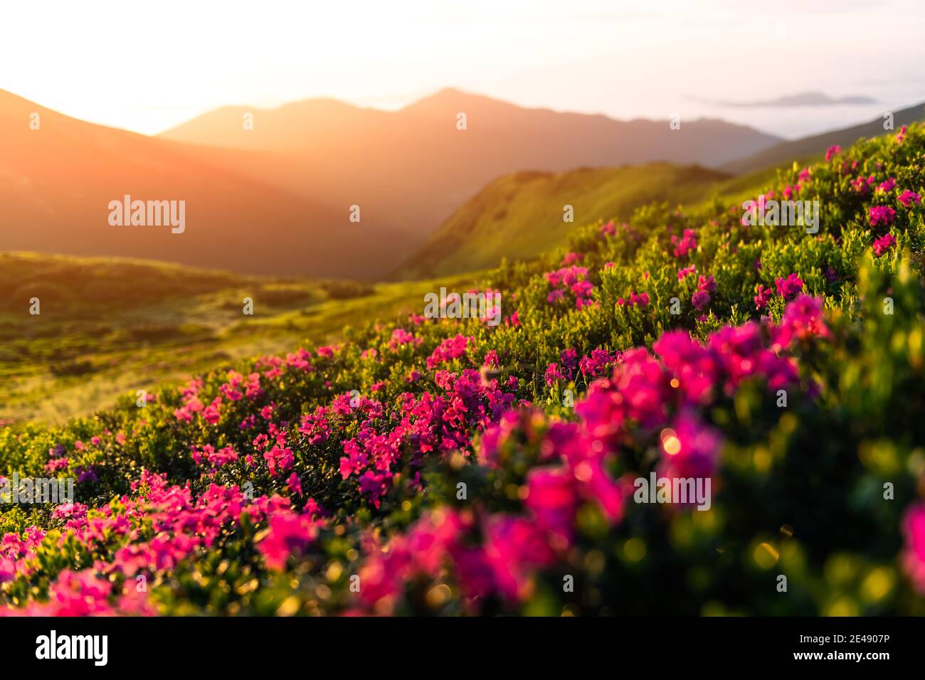 Rhododendron flowers covered mountains meadow in summer time. Orange sunrise light glowing on a foreground. Landscape photography Stock Photo