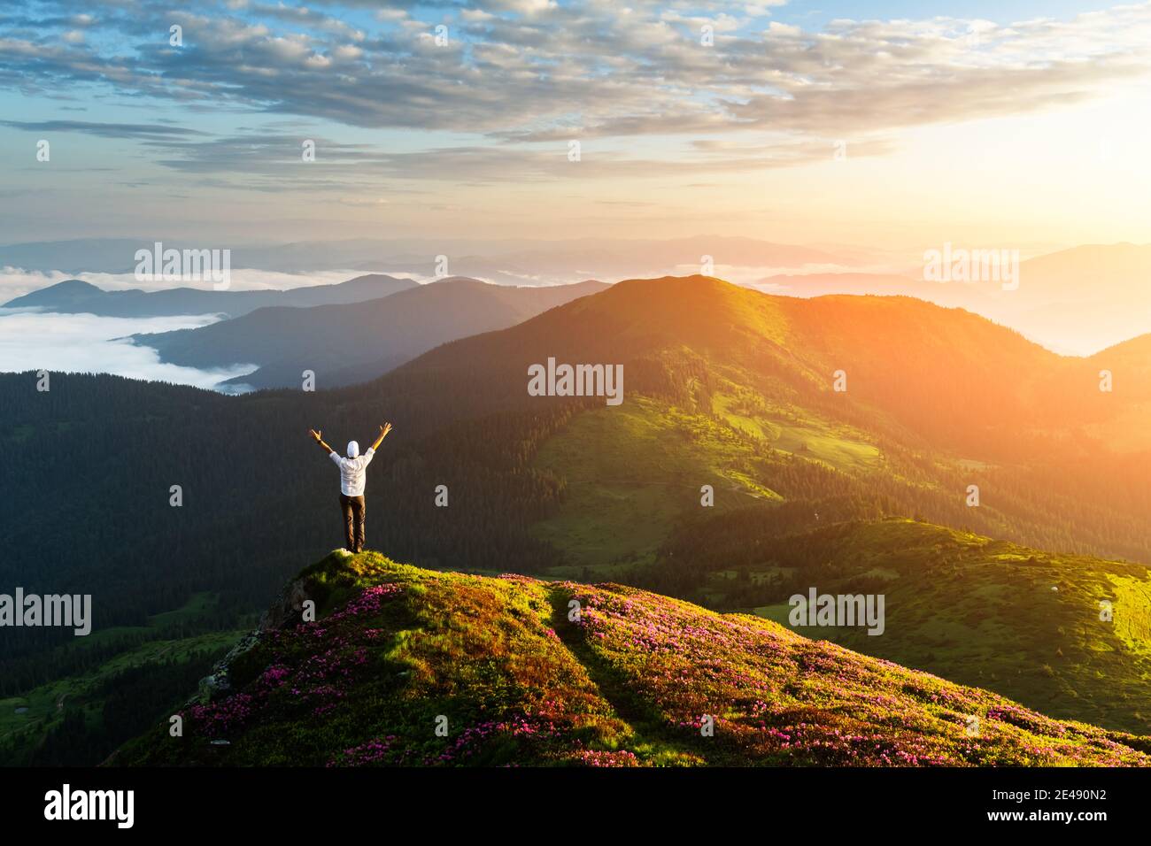 A tourist in white shirt on the edge of a cliff covered with a pink carpet of rhododendron flowers in the summer. Foggy mountains on the background. Landscape photography Stock Photo