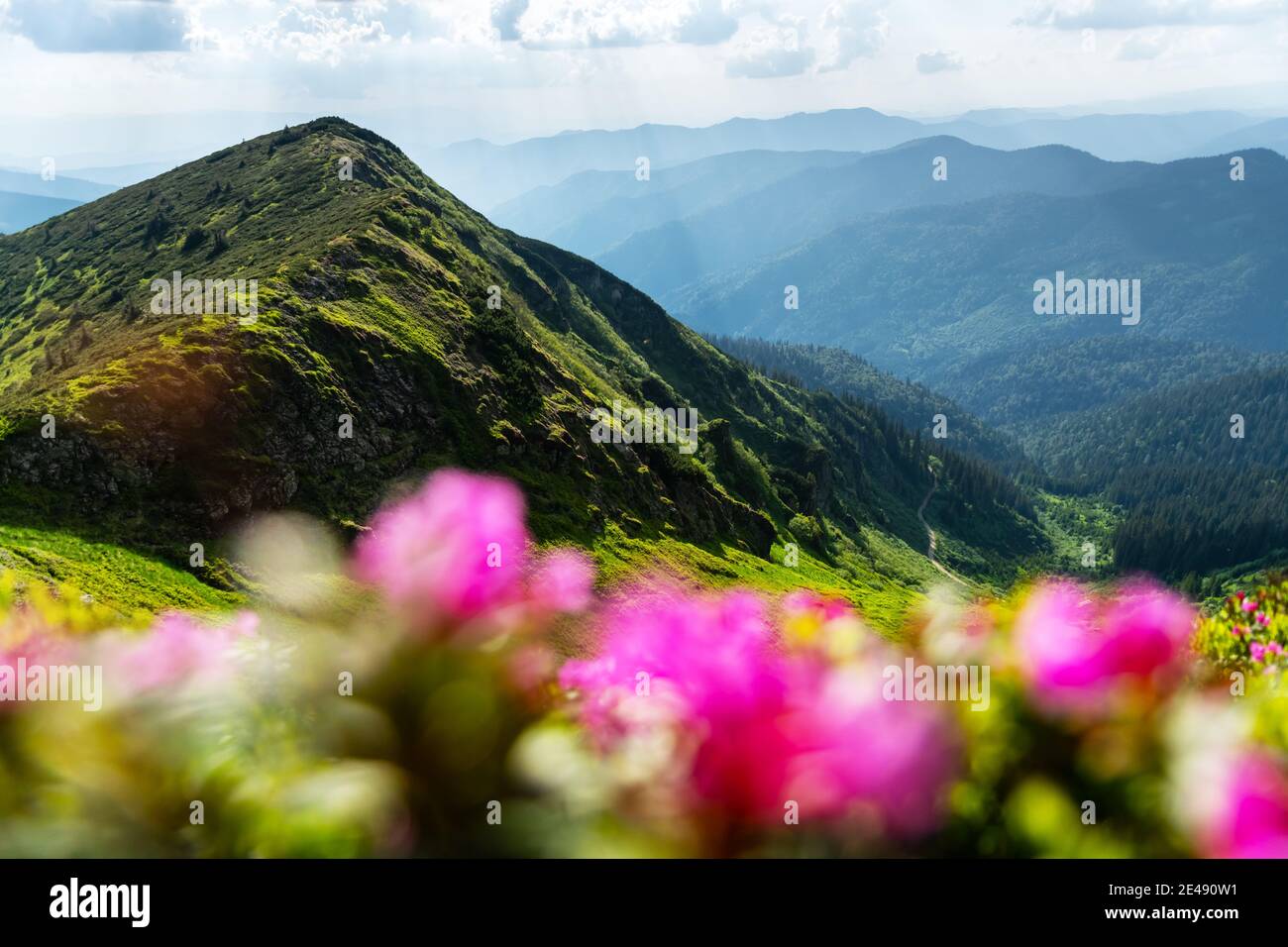 Rhododendron flowers covered mountains meadow in summer time. Beauty sunrise light glowing on a foreground. Landscape photography Stock Photo