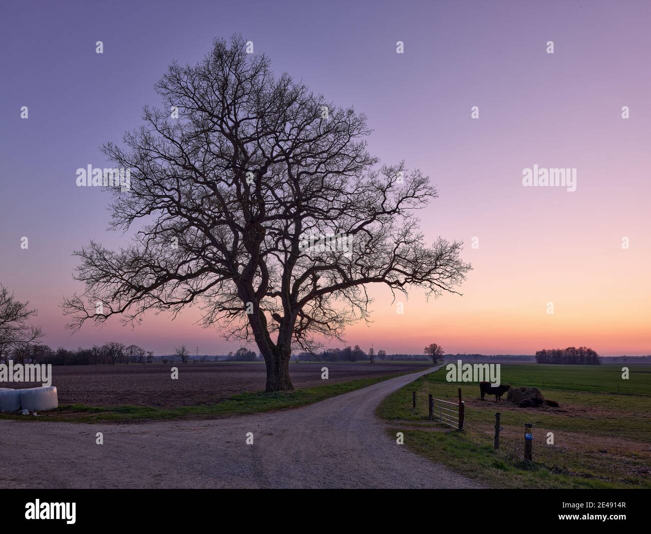 Tree, oak, field, arable land, dusk, pasture, grazing project, primeval