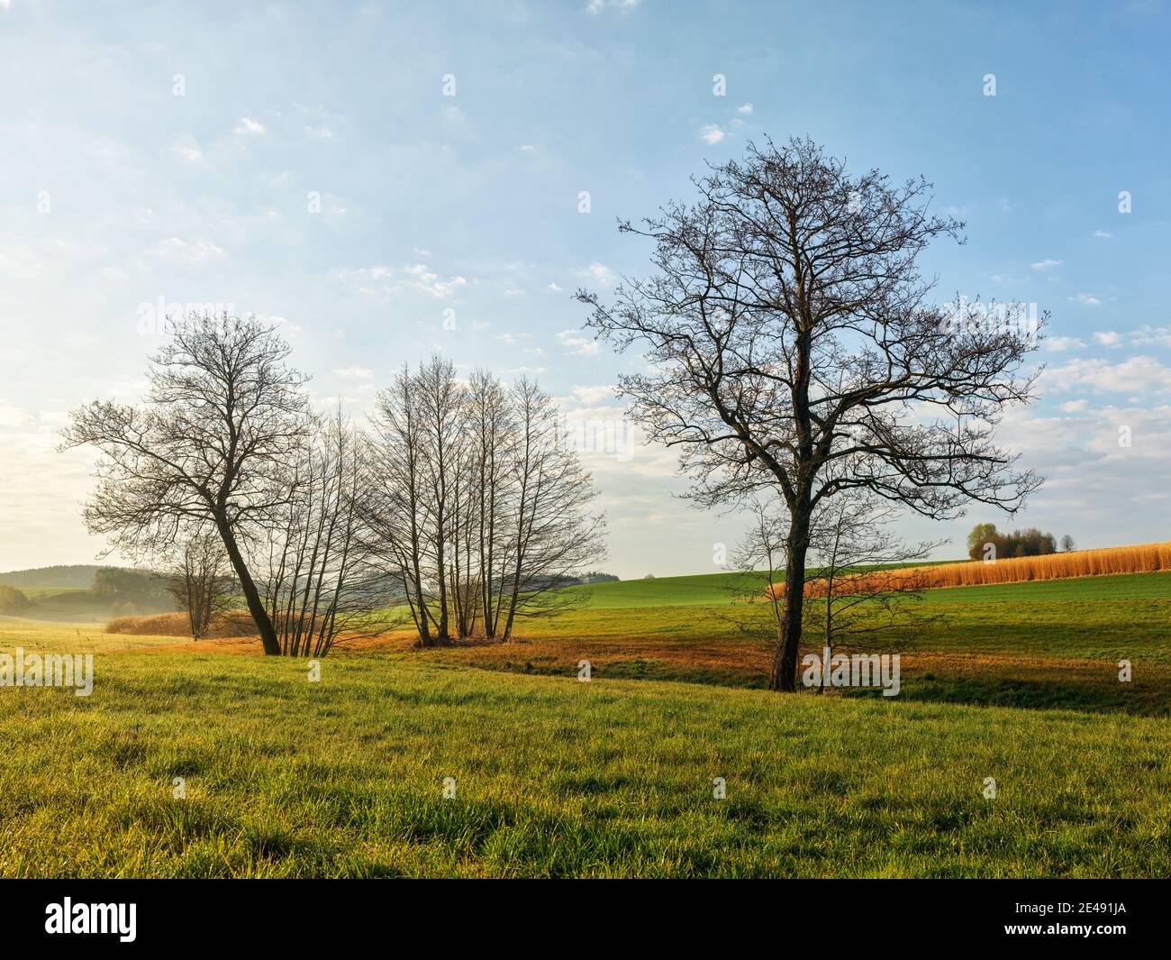 Fields, field, arable land, reeds. Stream, flowing water, tree, grove of trees, morning mood Stock Photo