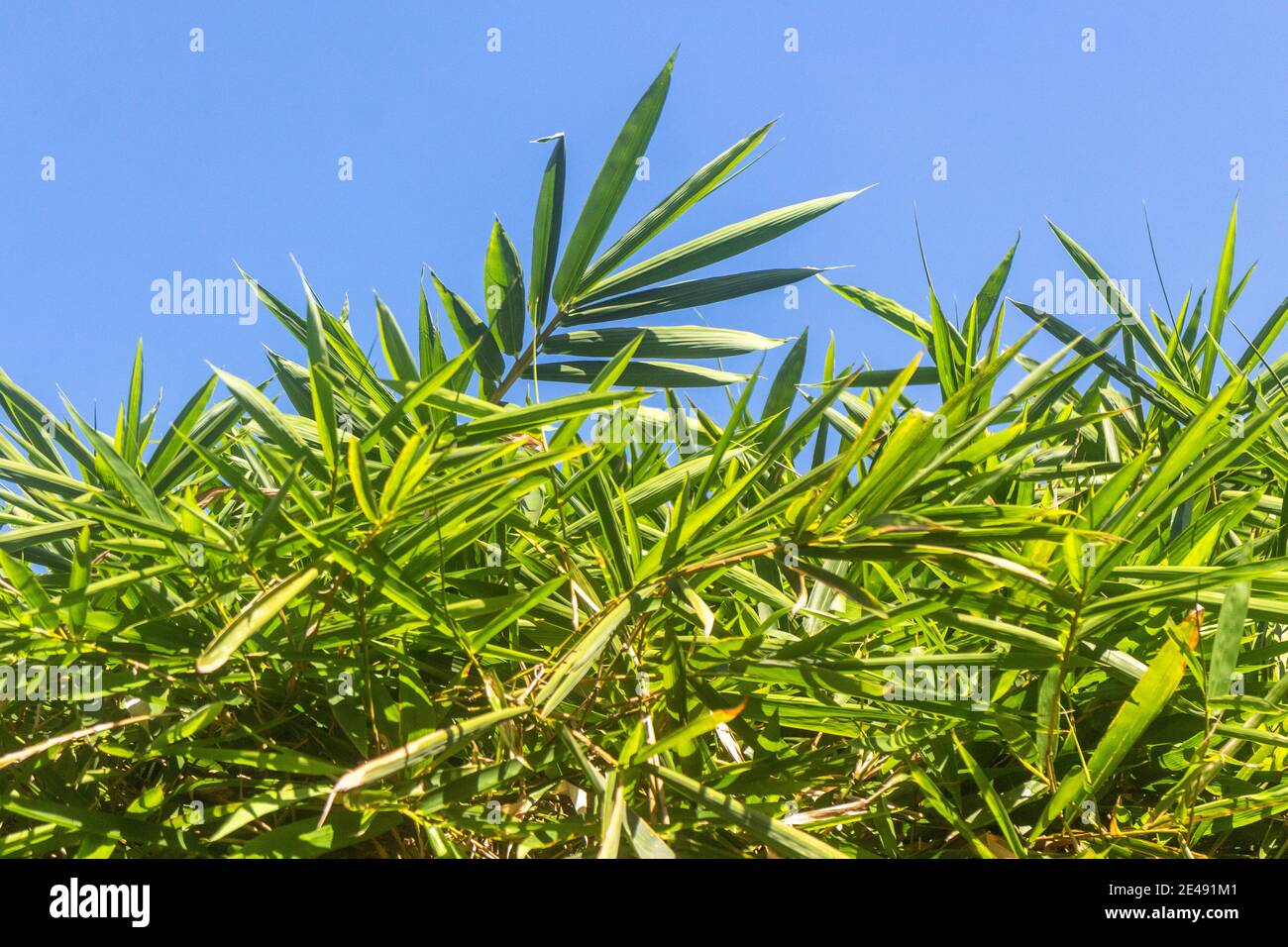 Bamboo leaves against a blue sky Stock Photo