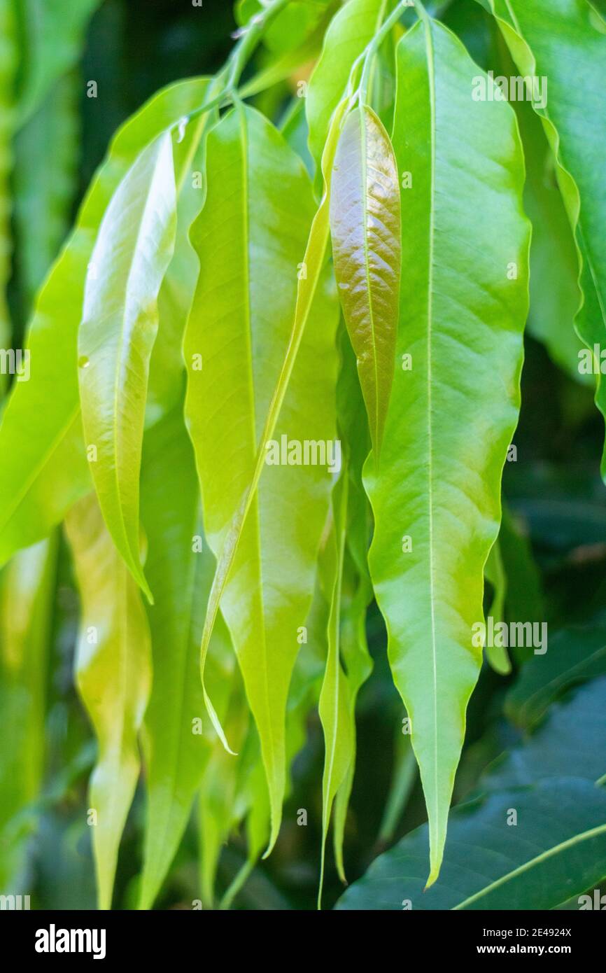 Ashoka tree hires stock photography and images Alamy