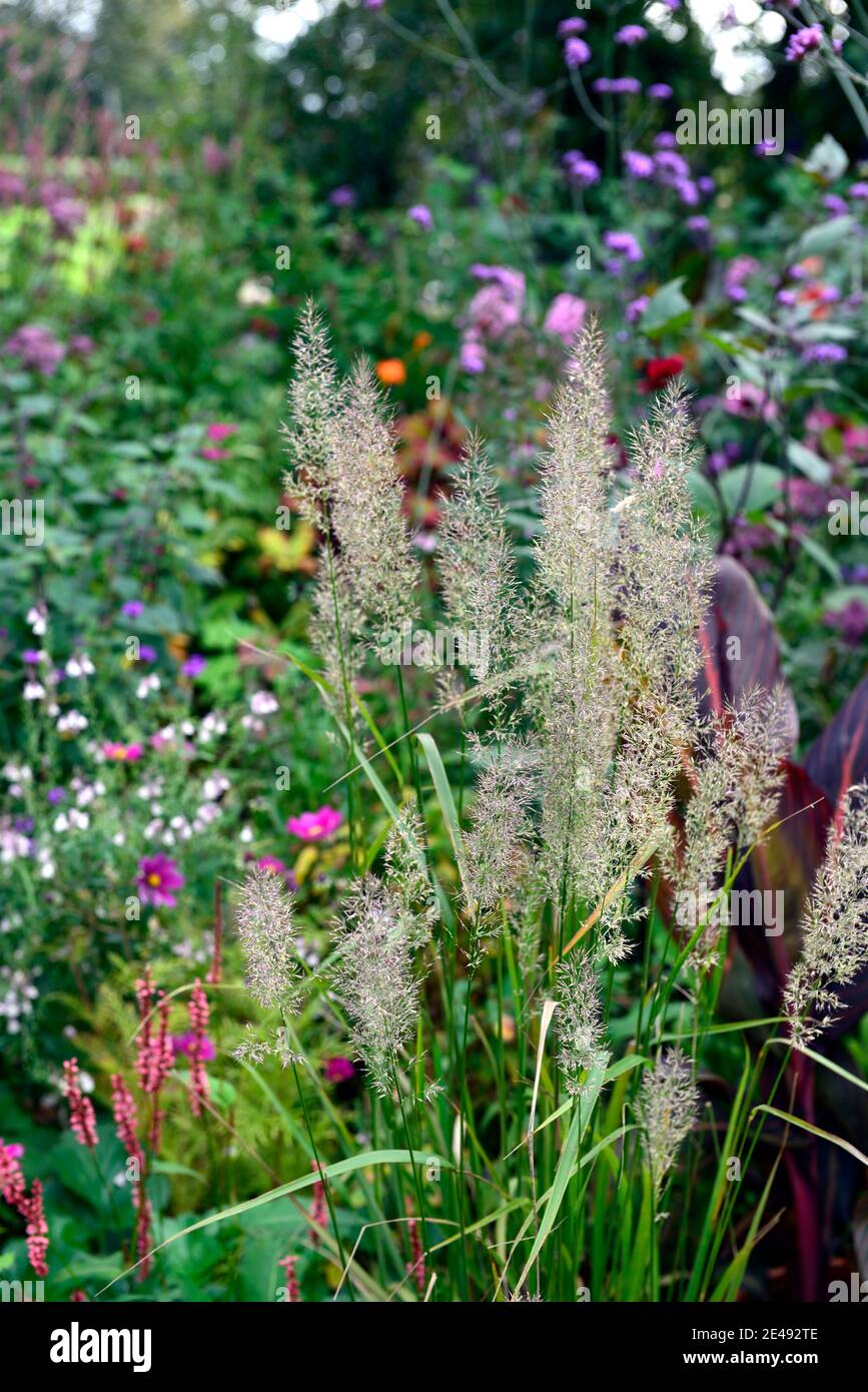 Calamagrostis,ornamental grass,ornamental grasses,flowerheads,grass,grasses,canna,cannas