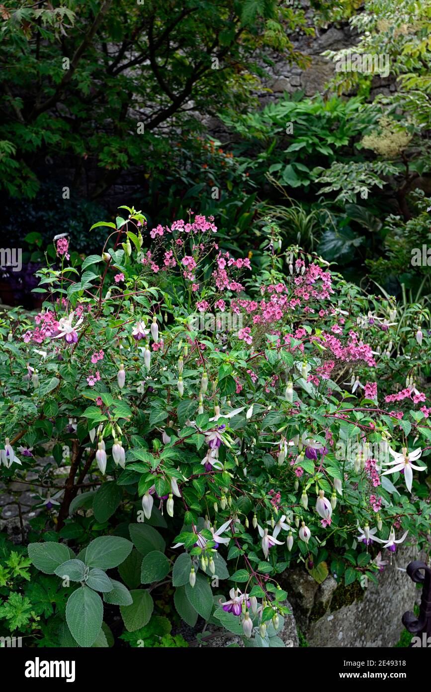 Fuchsia Delta's Sarah,Diascia personata,masked twinspur,pink flowers,white and purple flowers,flower,flowering,mixed planting scheme,mixed planting co Stock Photo