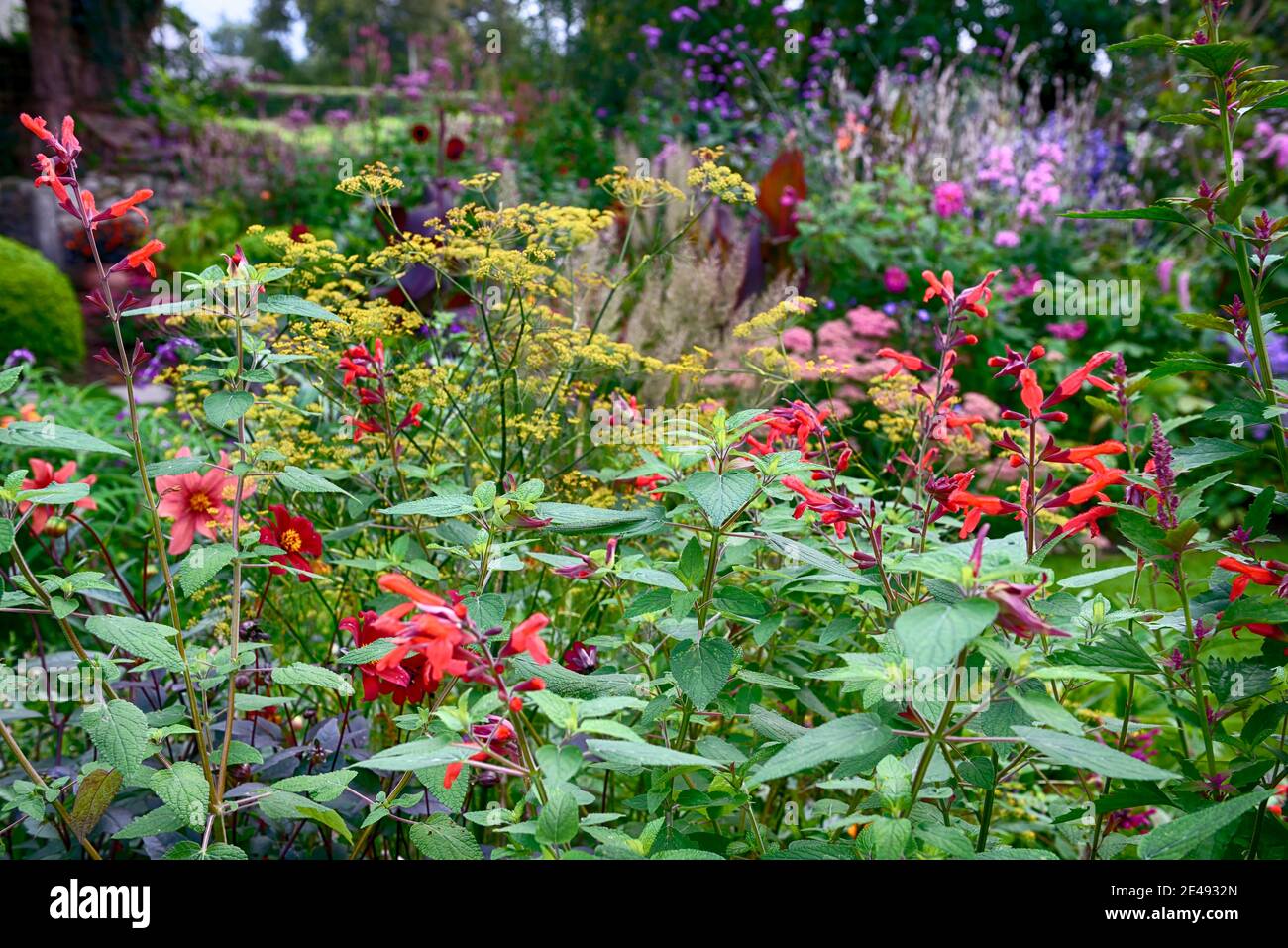 Salvia,red flowers,perennial,mixed border,mixed scheme,garden,flowering fulgens,syn Salvia cardinali Stock Photo - Alamy