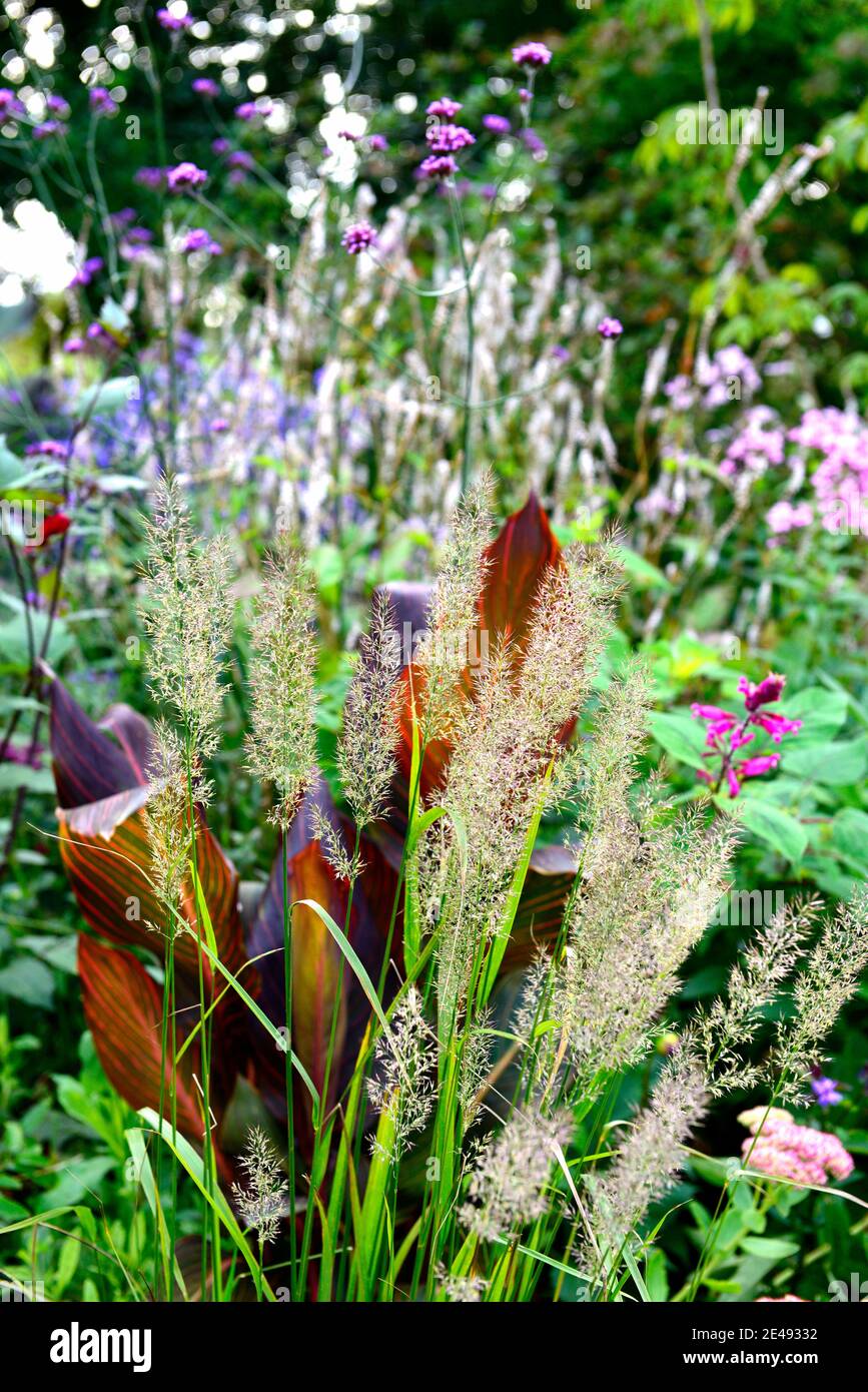 Calamagrostis,ornamental grass,ornamental grasses,flowerheads,grass,grasses,canna,cannas