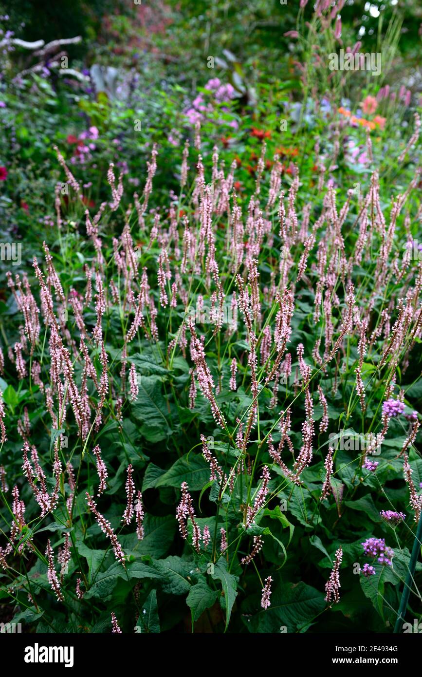 Persicaria amplexicaulis Rosea,pink,flowers,flower,flowering,medicinal herb,herbs,traditional,herbal,garden,gardens,RM Floral Stock Photo