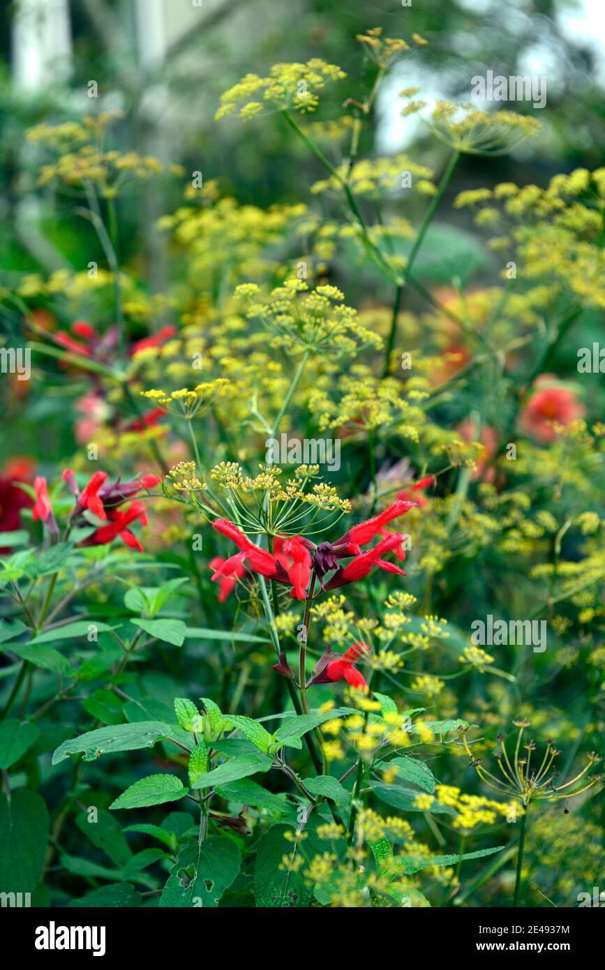 Salvia fulgens,syn Salvia cardinalis,Cardinal Salvia,sage,sages,red