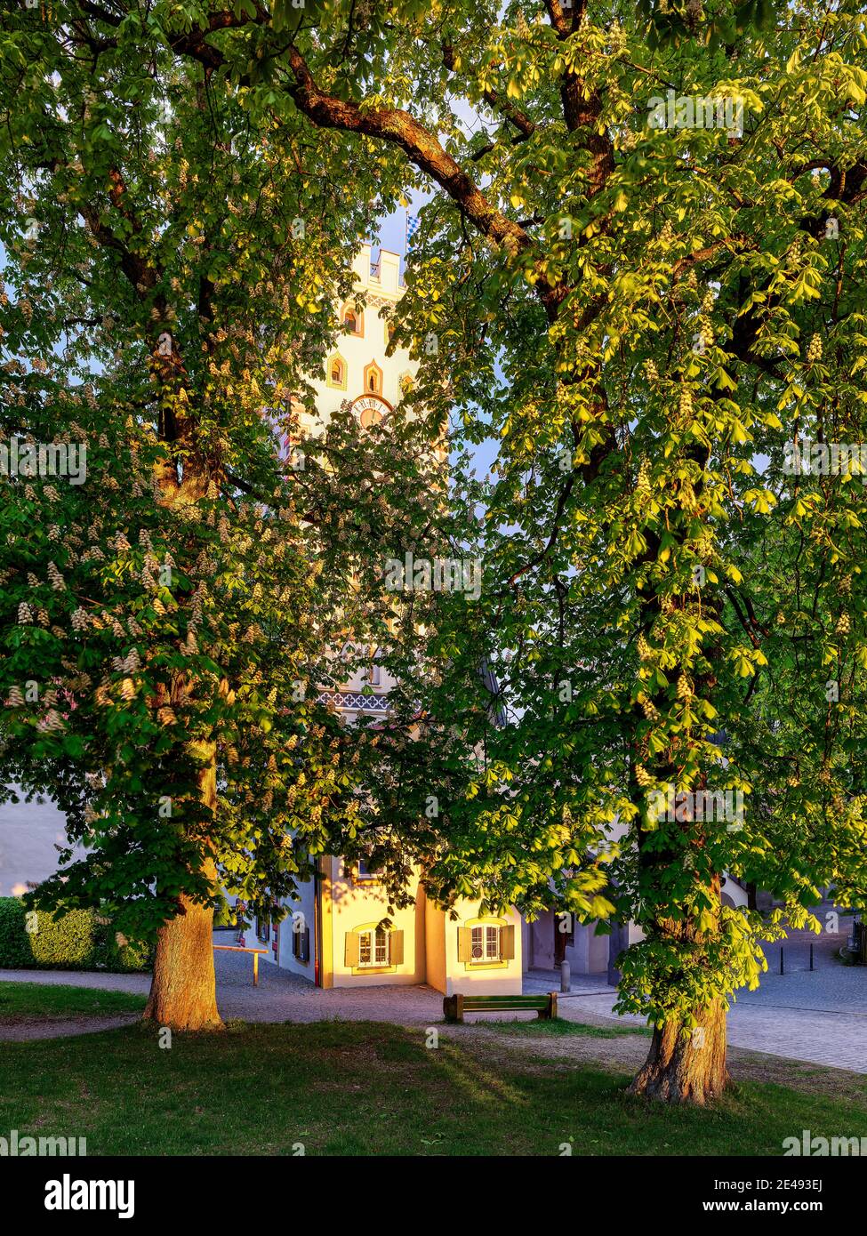 Chestnuts, trees, square, cobblestones, late Gothic, city gate, dawn