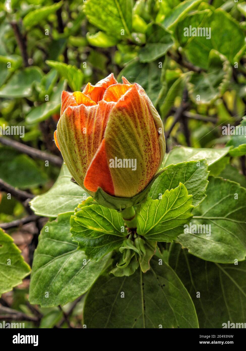 Bud of orange hibiscus flower in green foliage close up Stock Photo