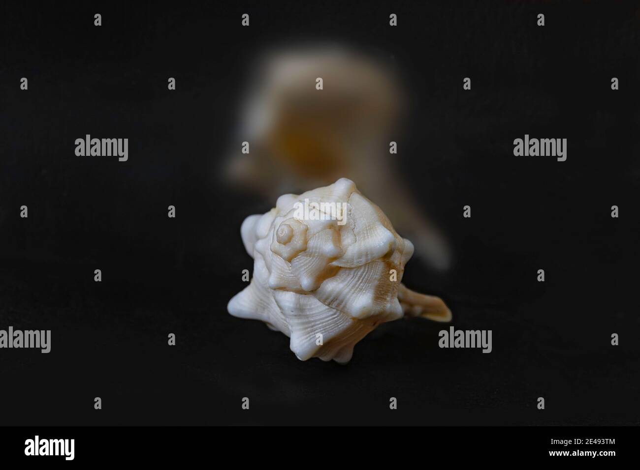 White figured seashell close-up with reflection on black background Stock Photo