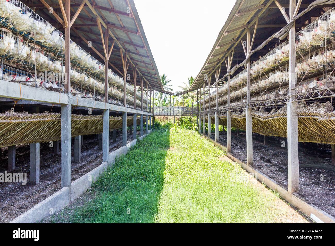 A poultry farm in Batangas, Philippines Stock Photo Alamy