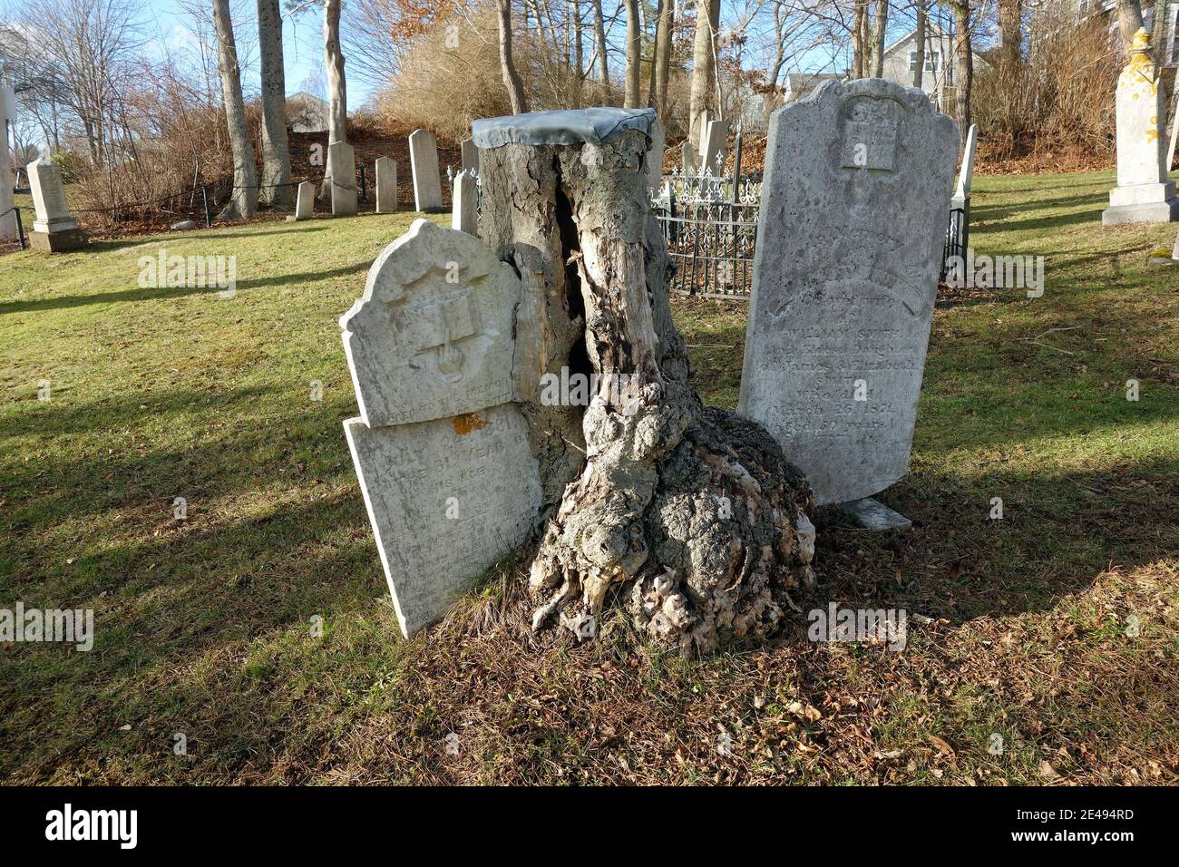 a tree that has grown through a tombstone Stock Photo