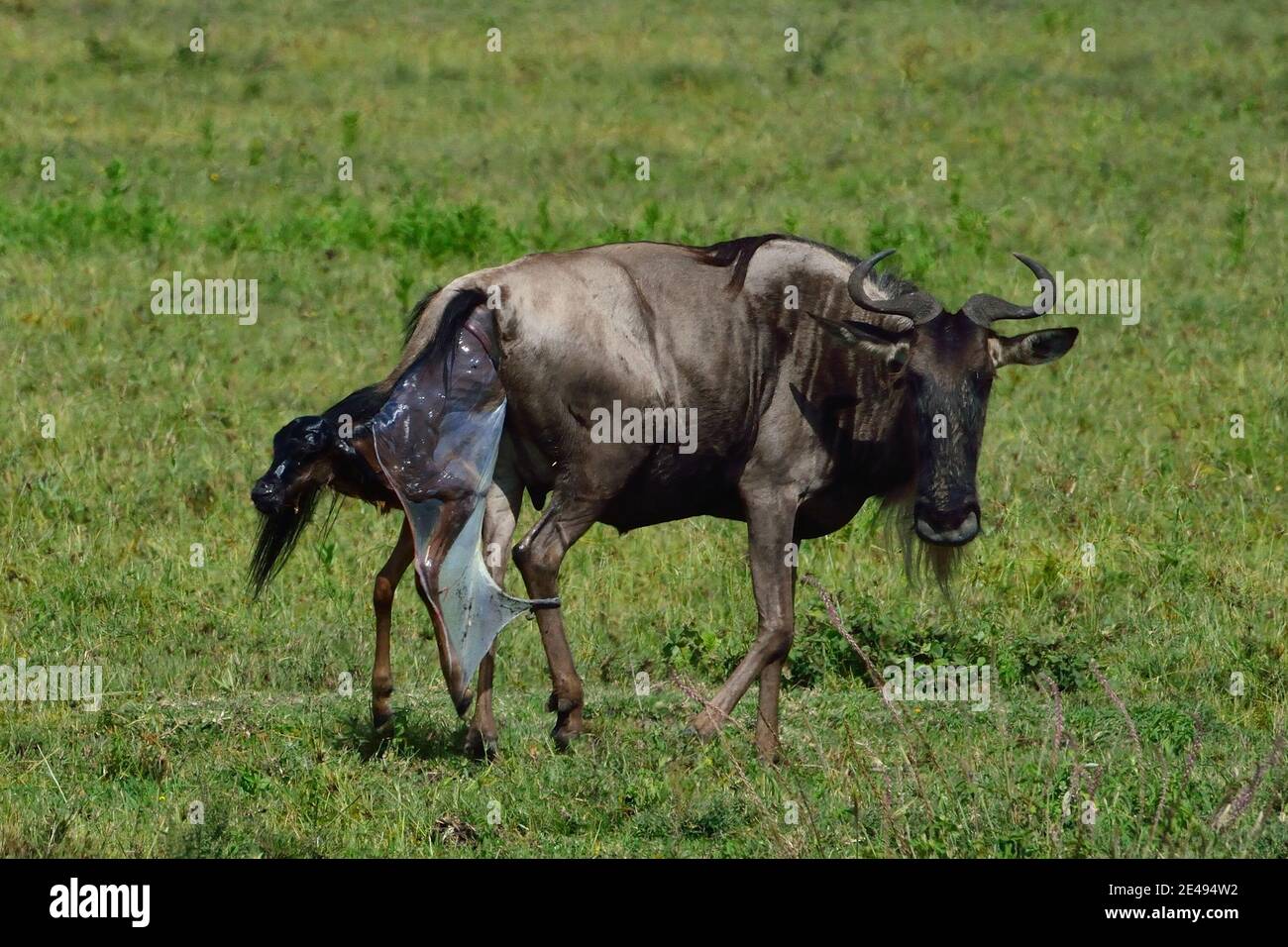 Birth of a gnu, Serengeti, Tanzania Stock Photo