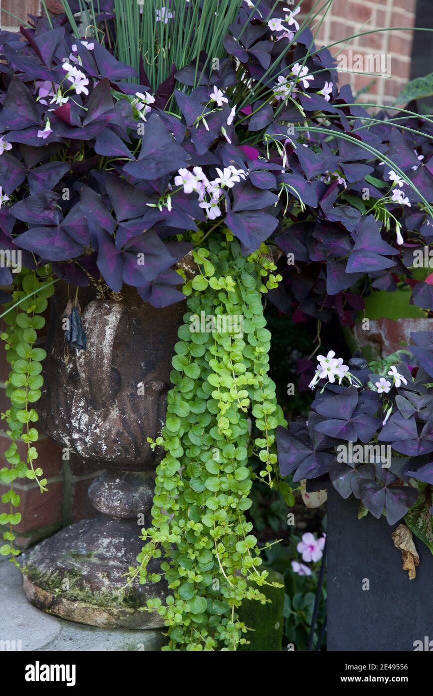Garden container of dark purple shamrocks, oxalis triangularis Stock Photo
