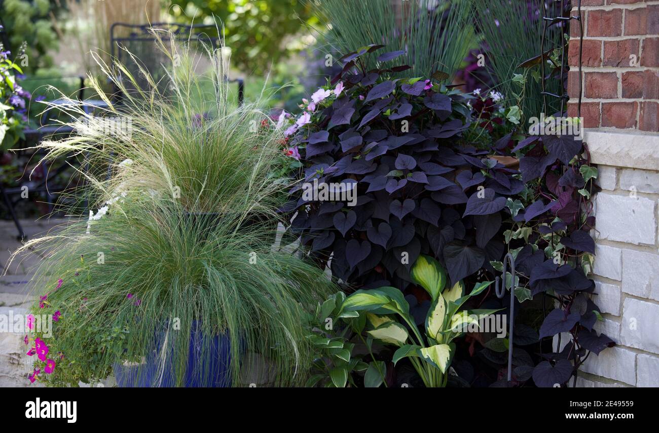 Prolific purple heart shaped sweet potato vine tumbles over a limestone wall of a patio on a sunny day with Mexican feather grass Stock Photo