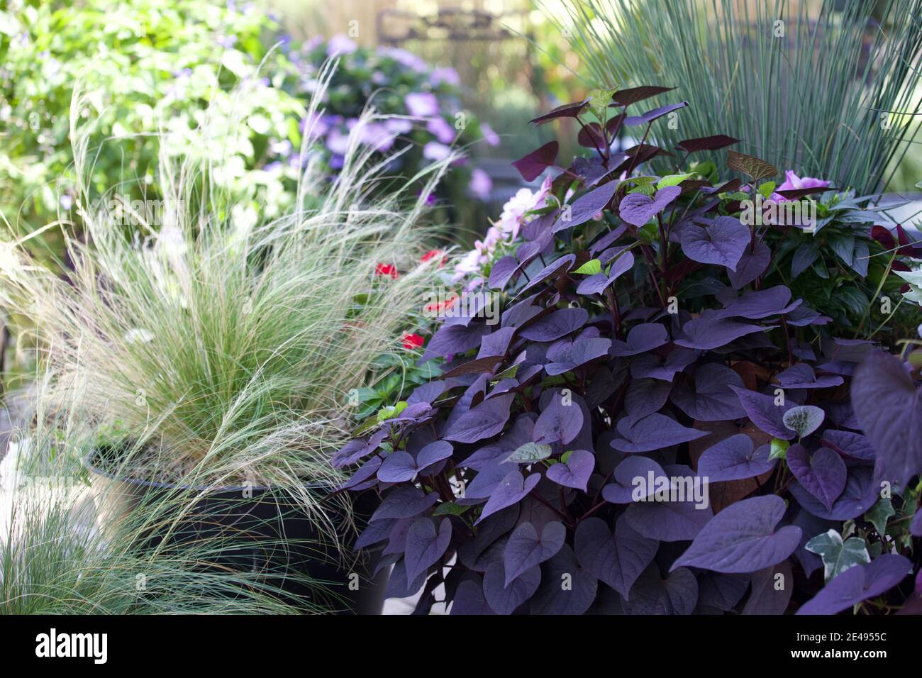 Sweet Potato Vine High Resolution Stock Photography And Images Alamy