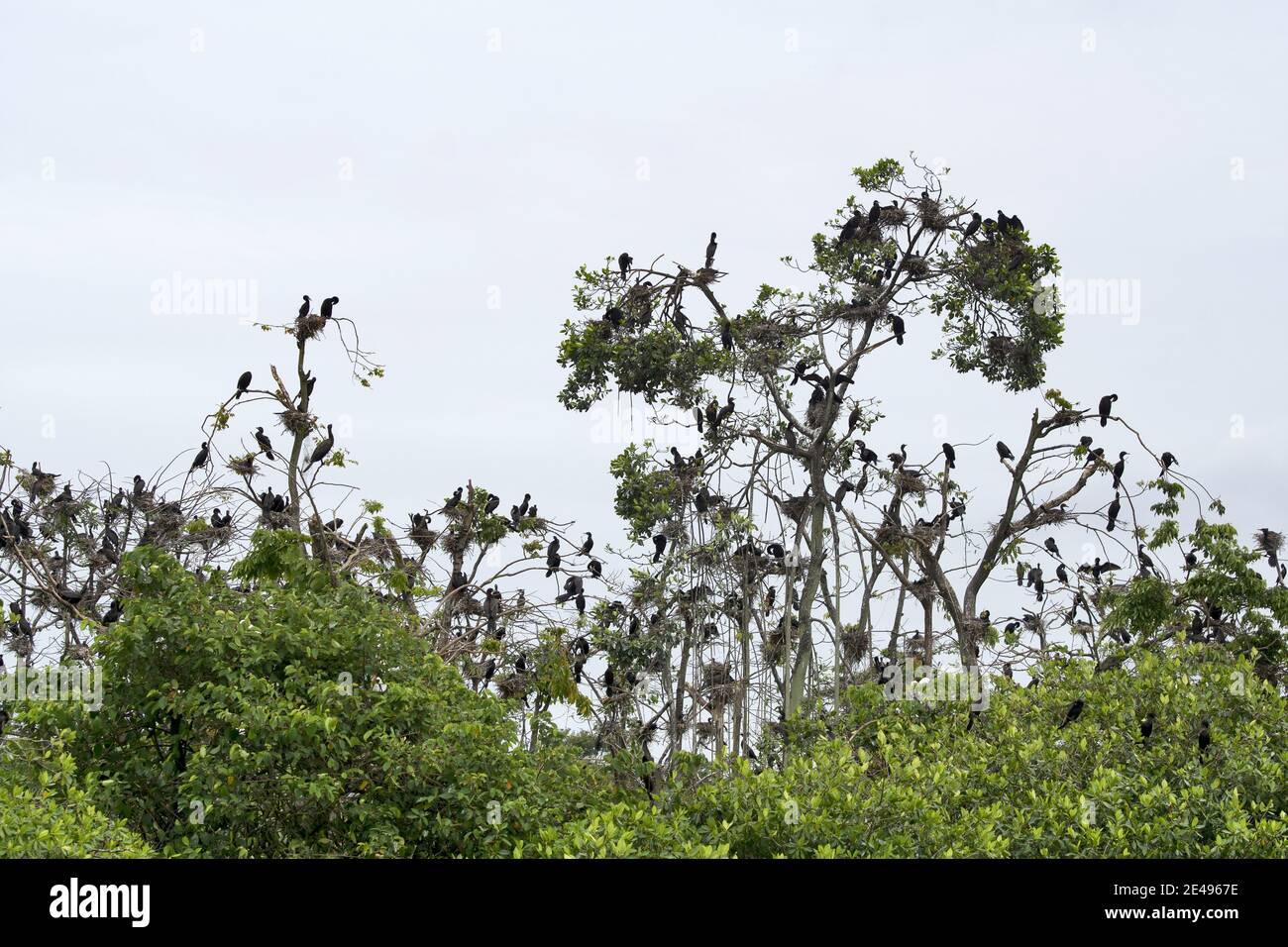Caribbean, Guatemala, Central America: tons of cormorants on tree Stock Photo