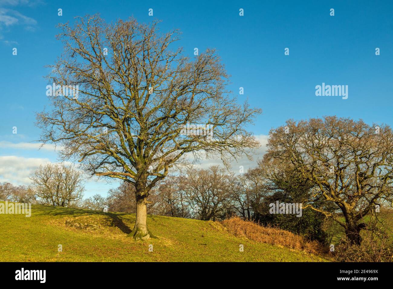Winter trees photographed in January on a bright winter day on a hilltop in south Wales near Llantrisant. Stock Photo
