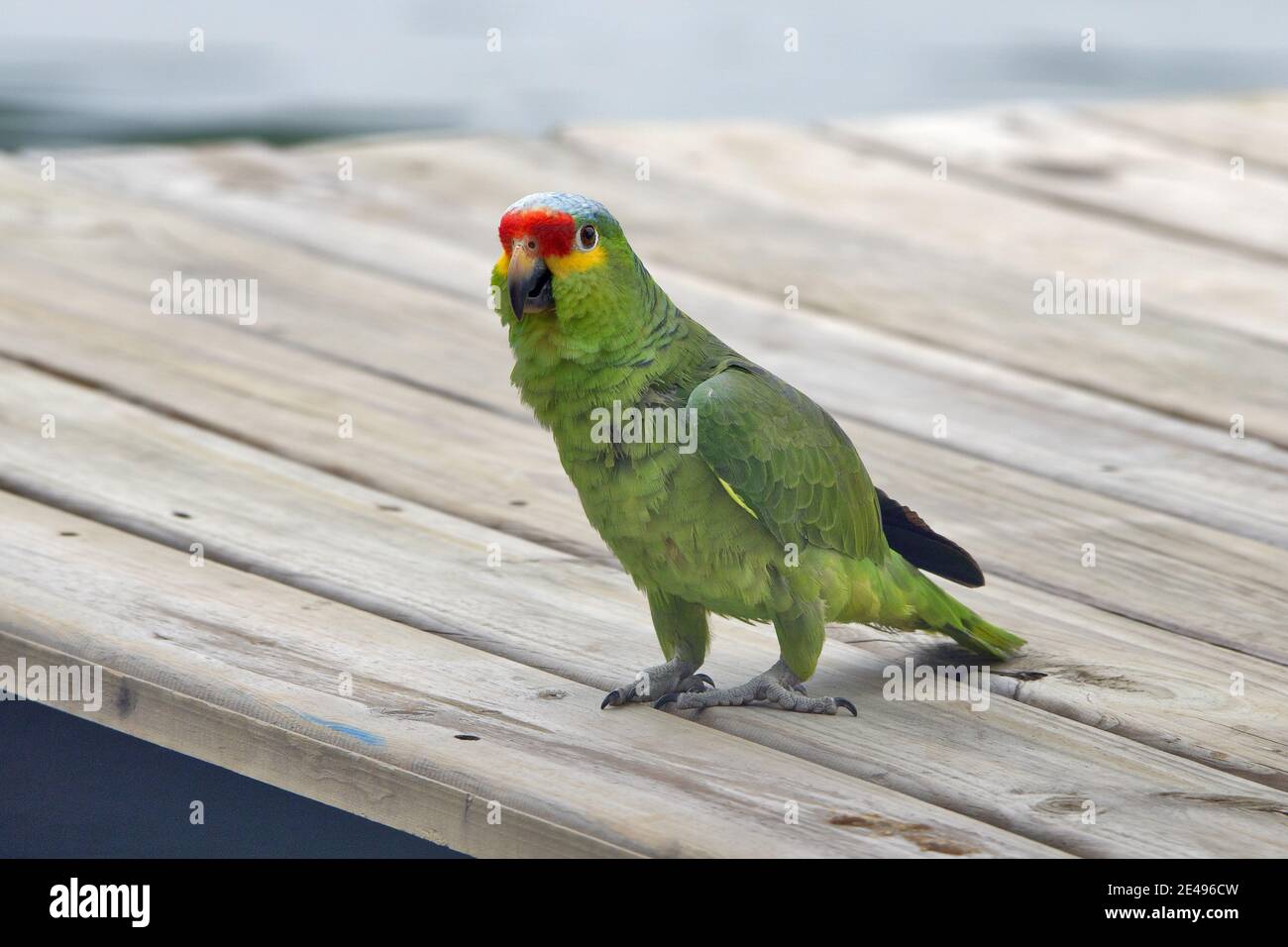 Caribbean, Guatemala, Central America: green parrot. Orange-fronted parakeet or orange-fronted conure (Eupsittula canicularis) Stock Photo