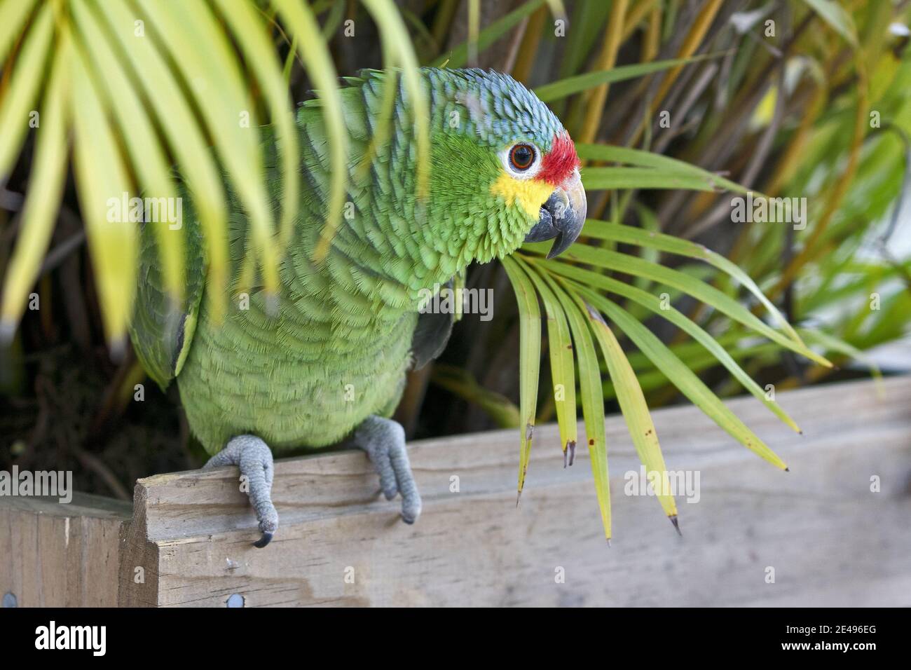 Caribbean, Guatemala, Central America: green parrot. Orange-fronted parakeet or orange-fronted conure (Eupsittula canicularis) Stock Photo
