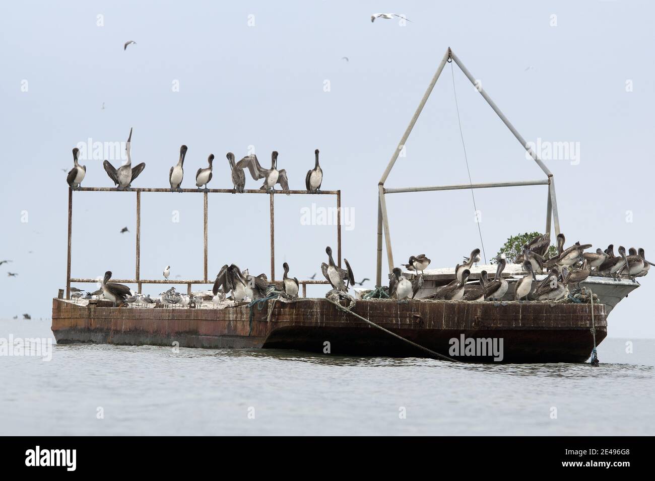 Caribbean, Guatemala, Central America: tons of pelicans on an abandoned rusting ship Stock Photo