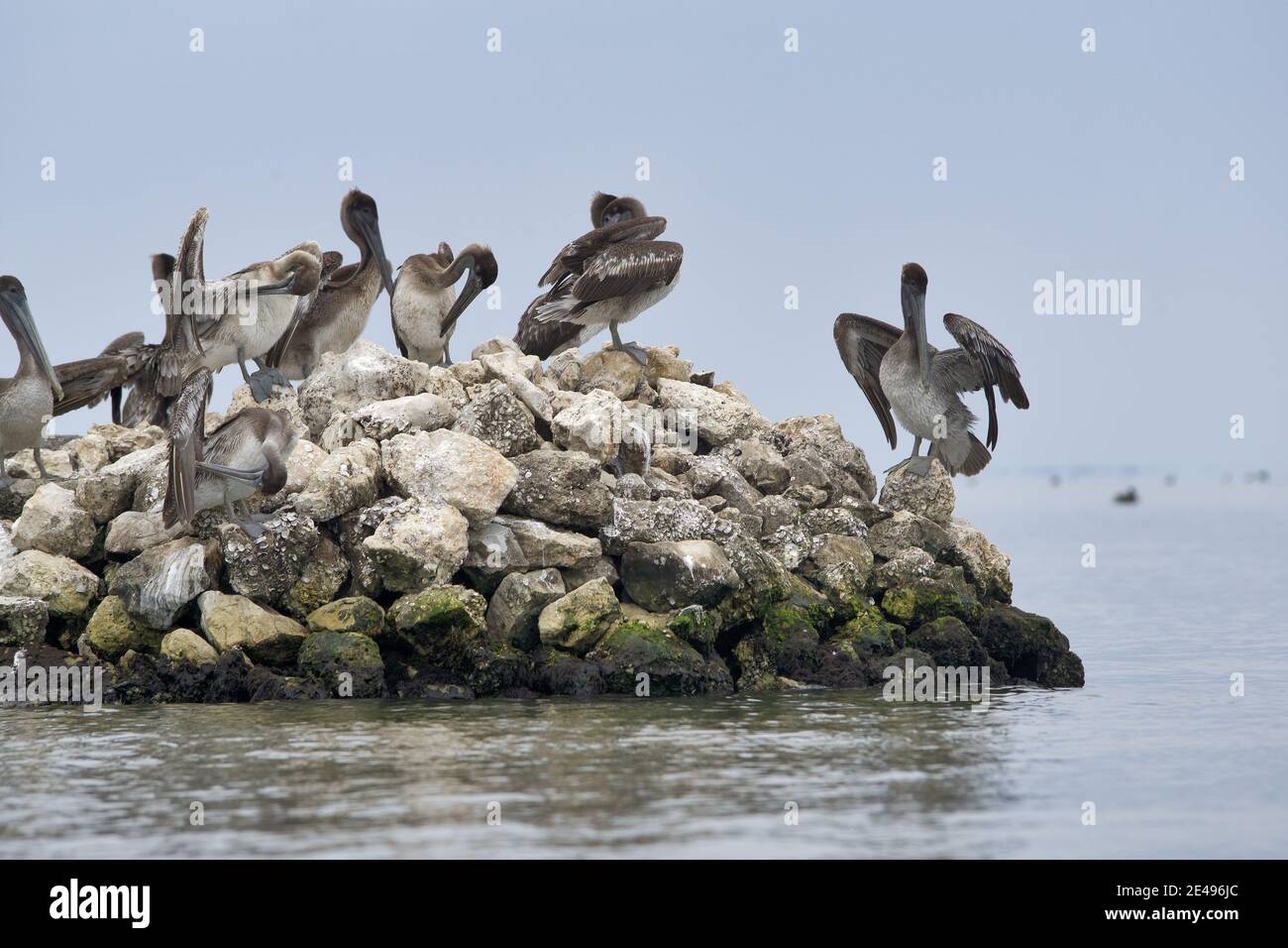 Caribbean, Guatemala, Central America: tons of pelicans on bank Stock Photo