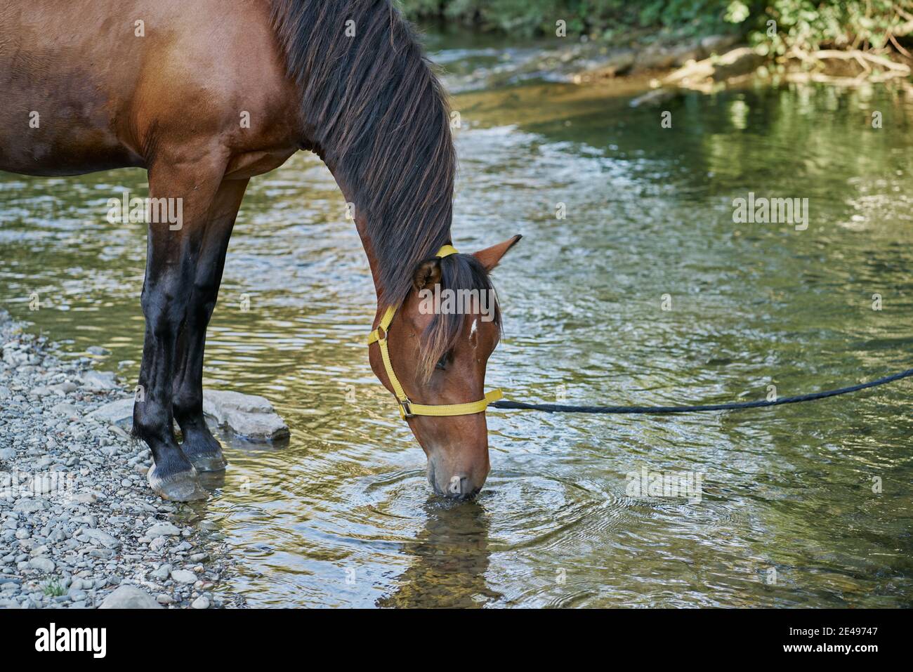 Horse drinking water from stream hires stock photography and images Alamy