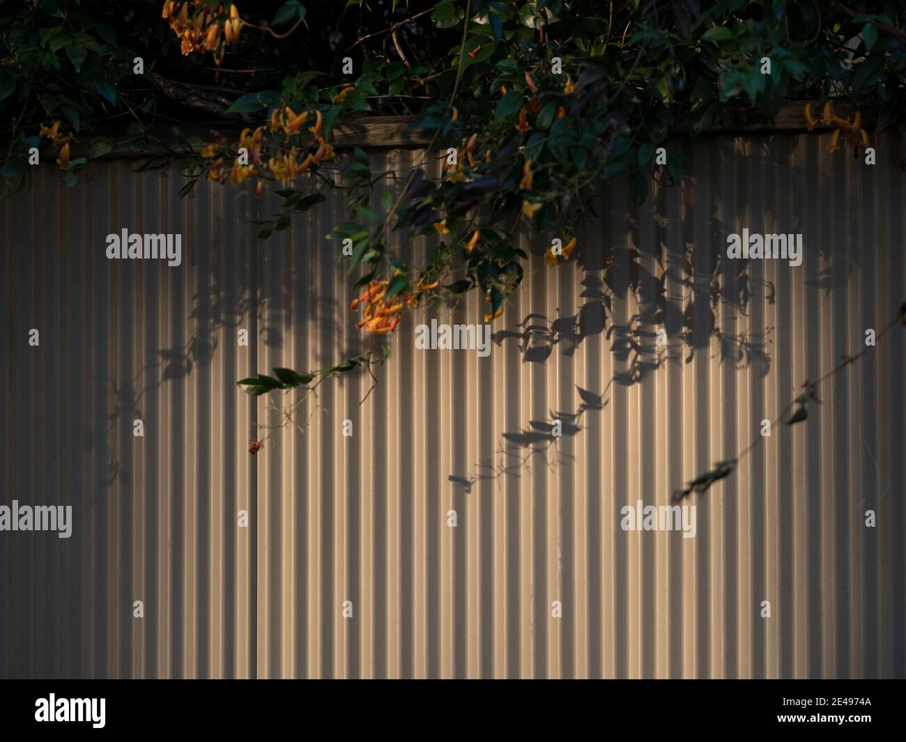 Growing Over Fence High Resolution Stock Photography and Images - Alamy