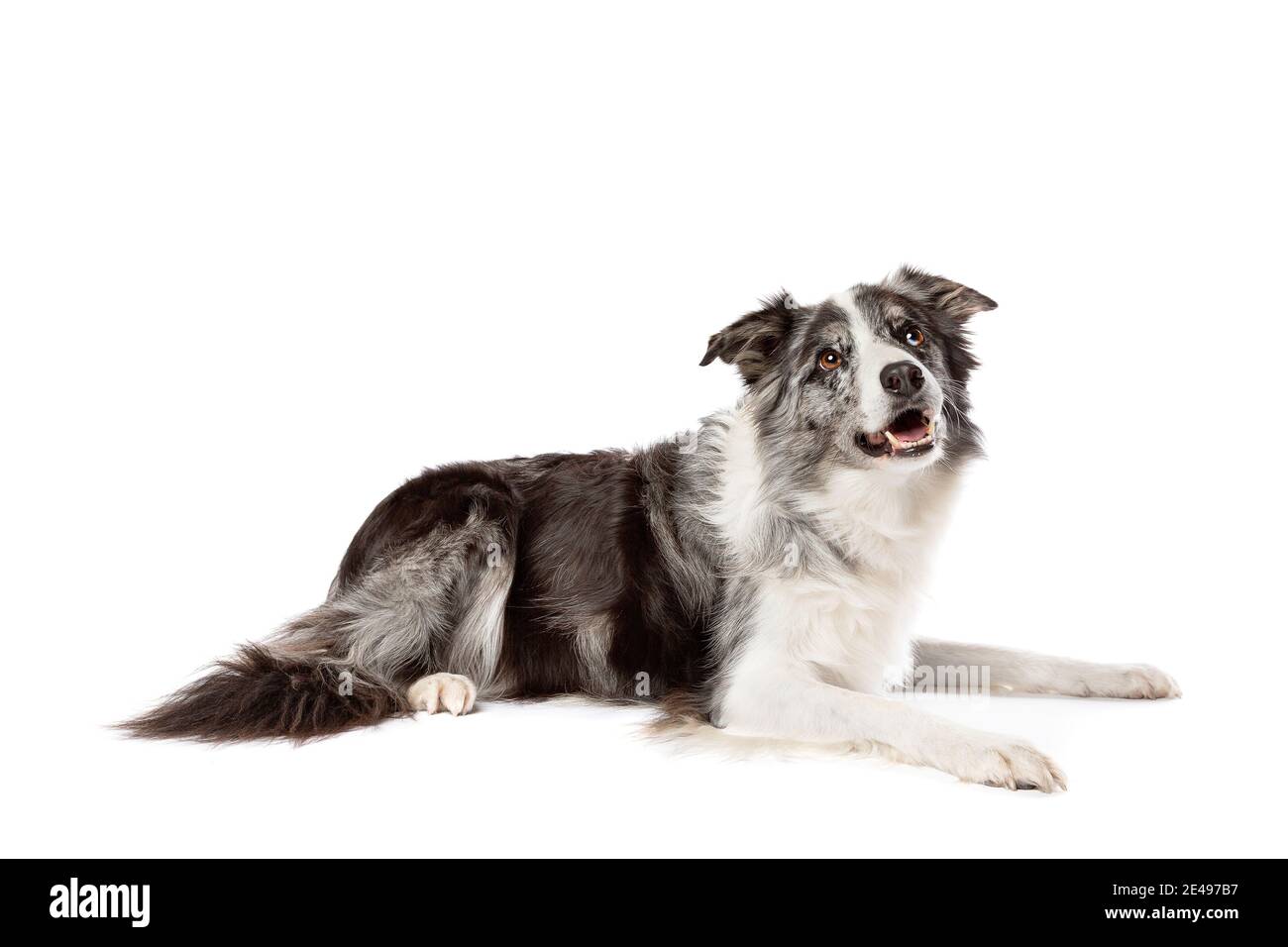border collie dog isolated on a white background Stock Photo