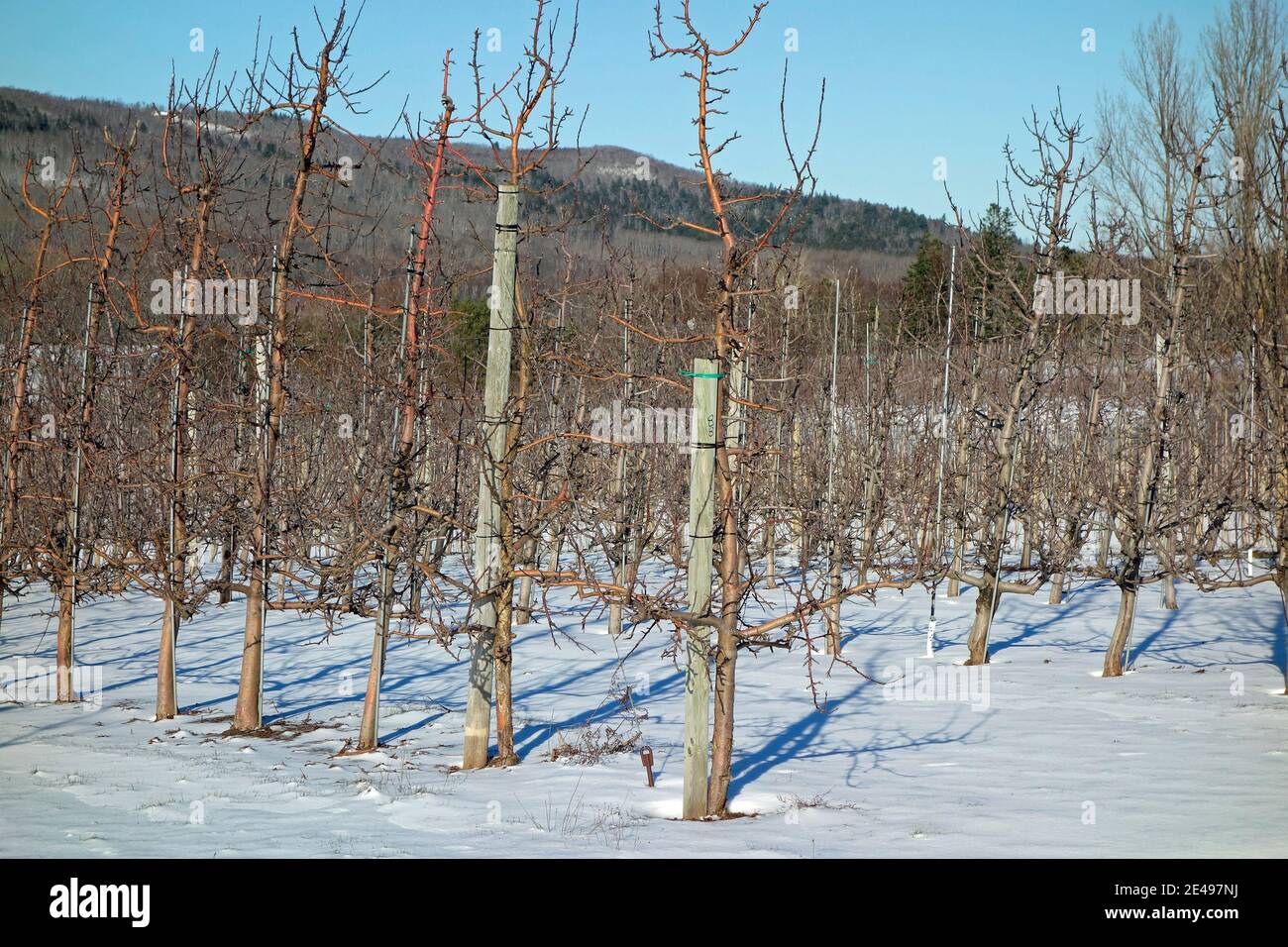 apple trees in the snow, annapolis valley, nova scotia, canada Stock