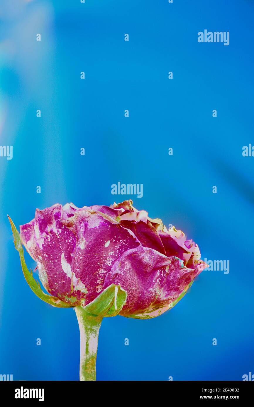 Artistic Flower on a Blue Background. Abstract fading magenta coloured rose with copy space. Ideal book cover. Stock Photo
